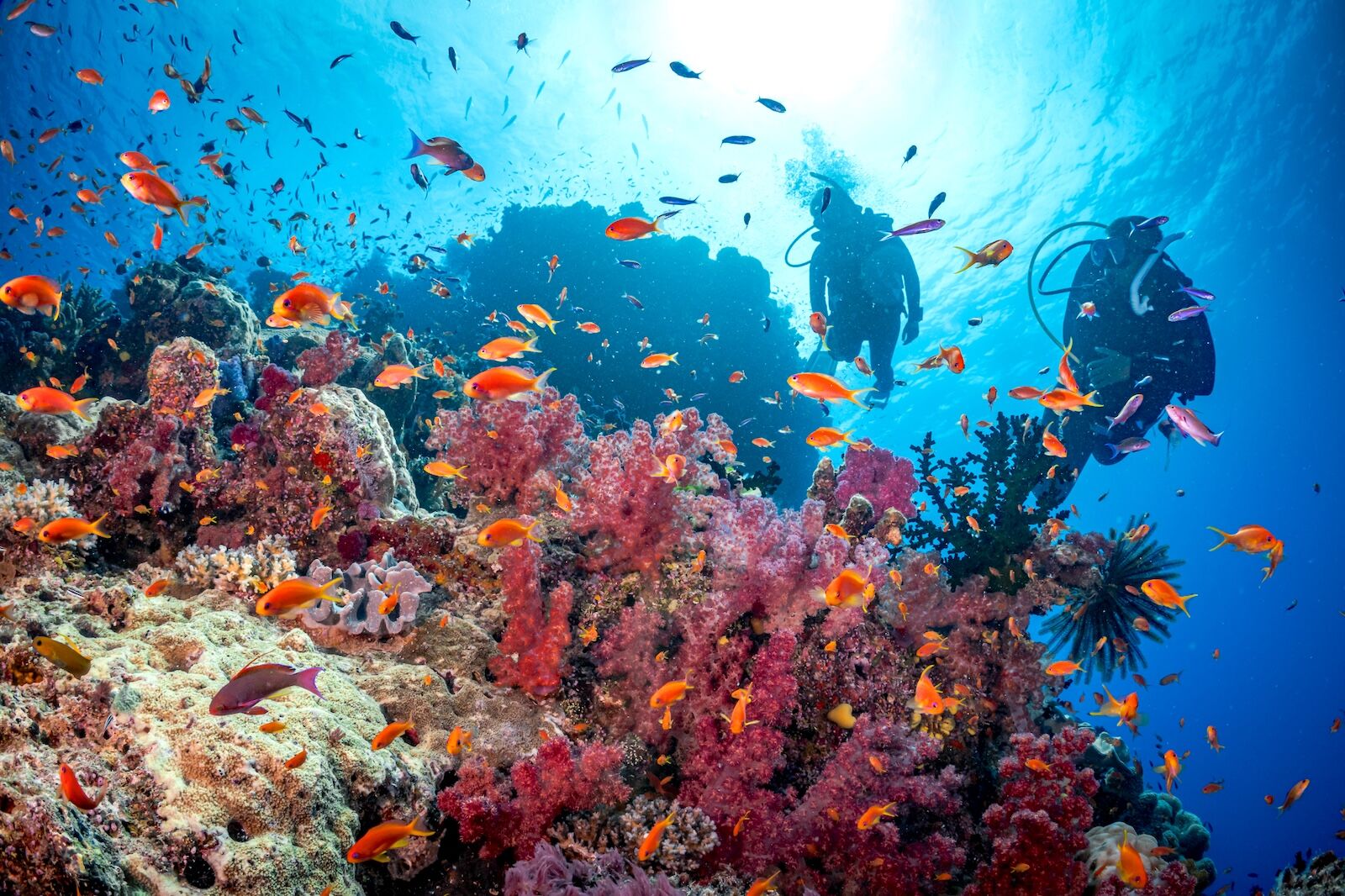 rainbow-reef-fiji