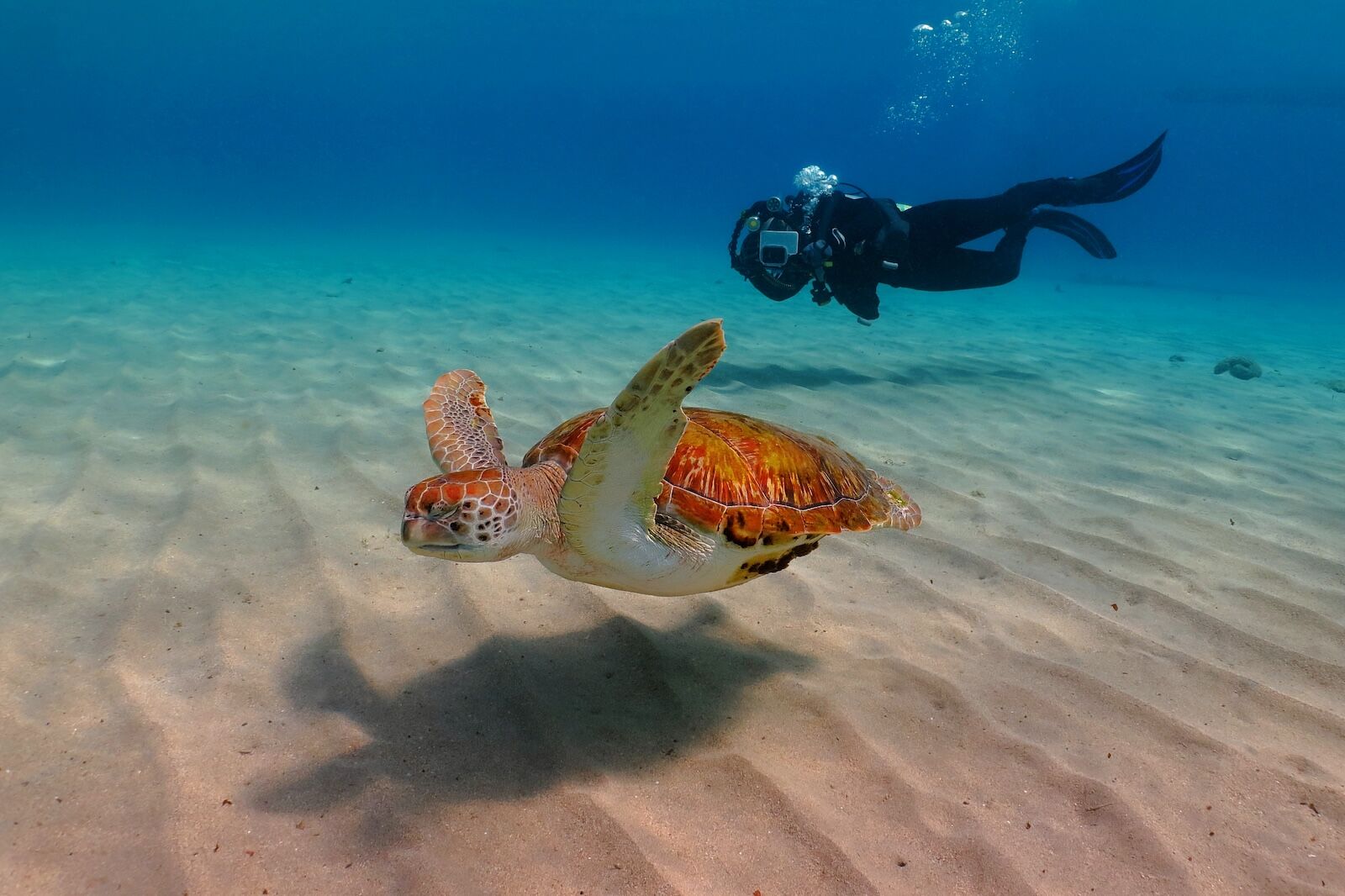 shore-diving-destinations