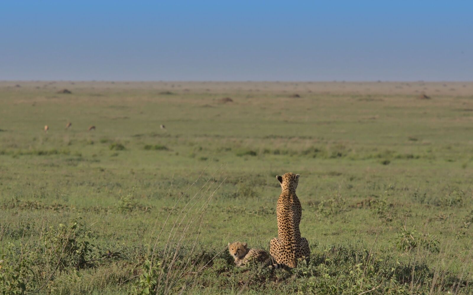 southern-serengeti-plains