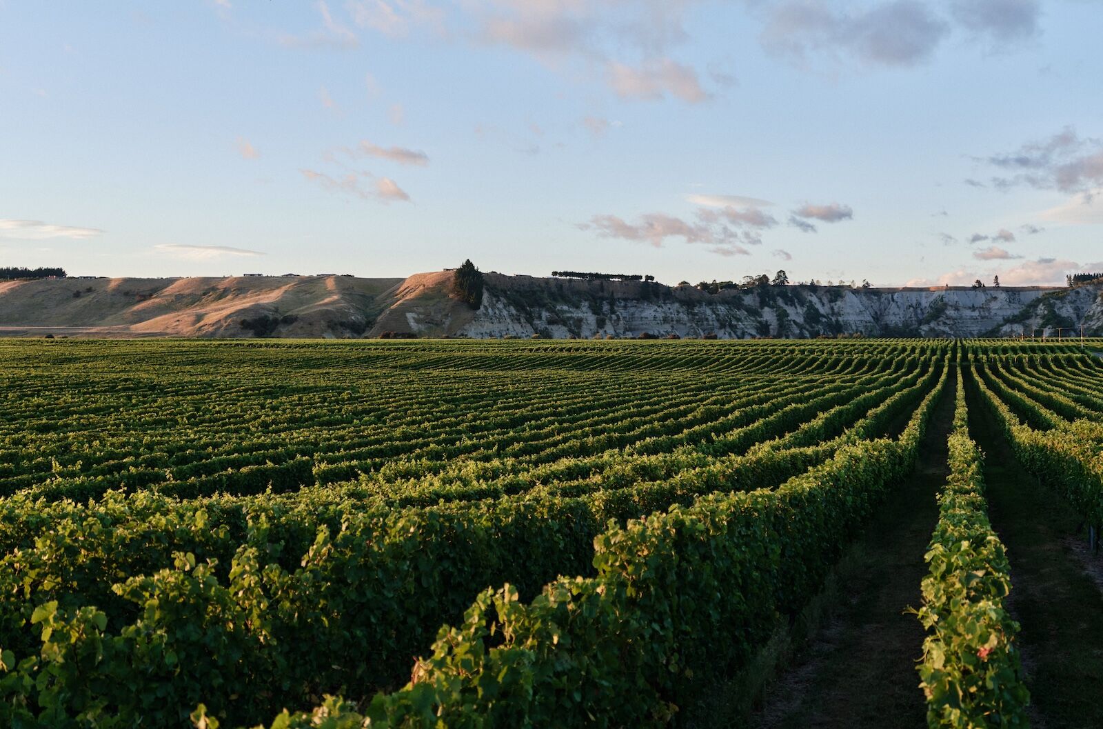 CR_D1_MATAPIRO_0059-Final-Selects-Low-Res