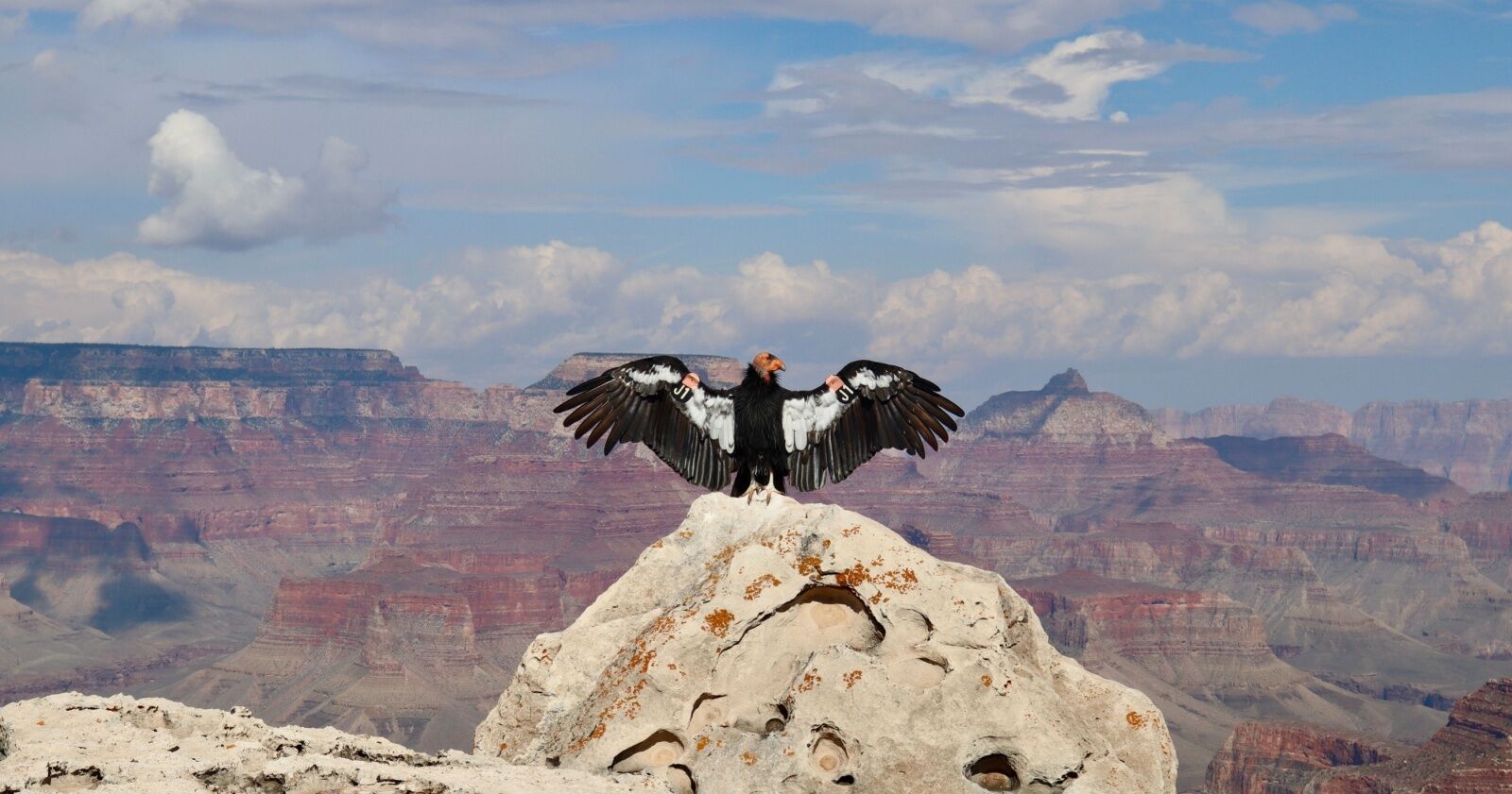 condor-in-gcnp