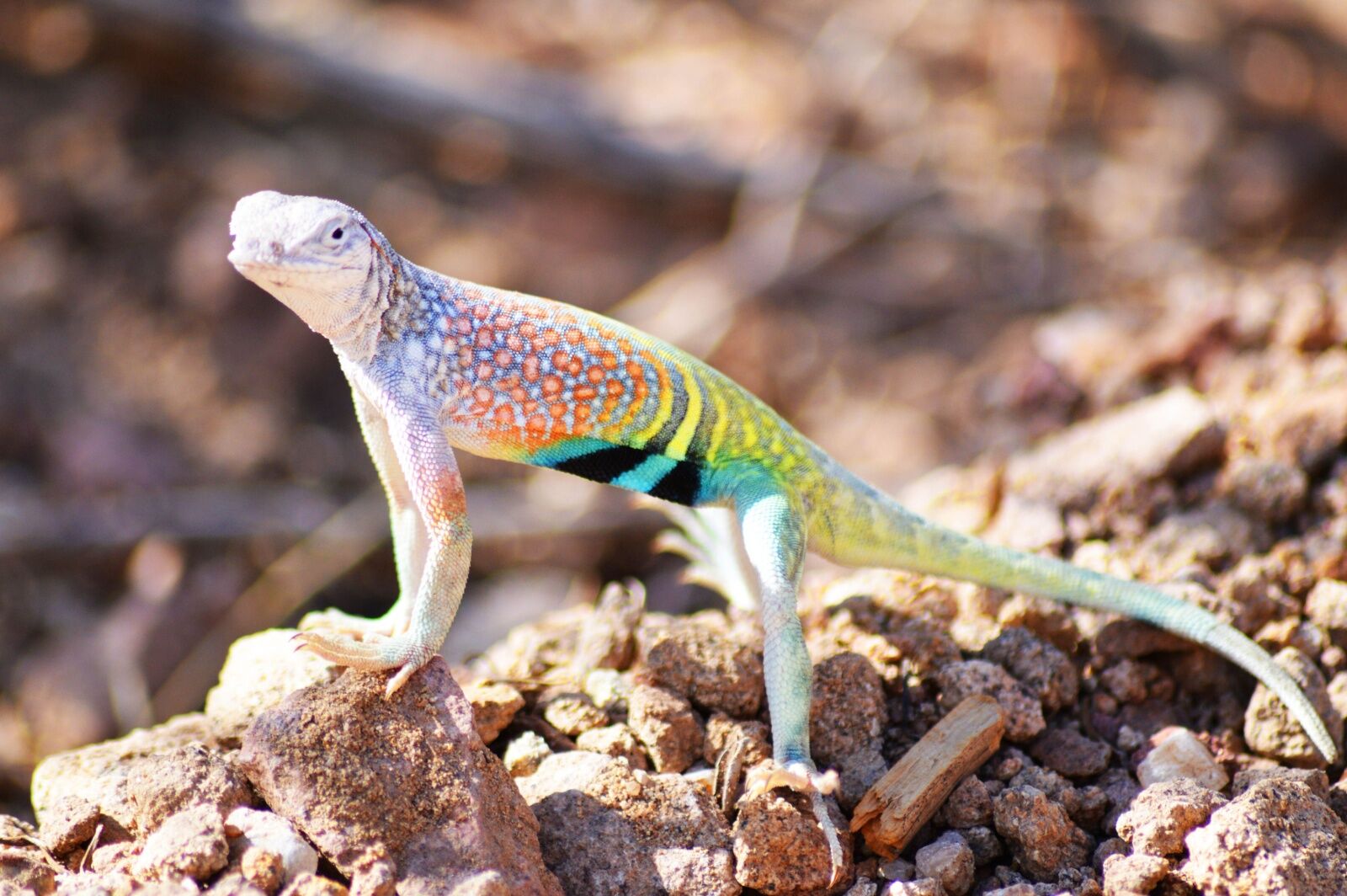 earless-lizard-big-bend