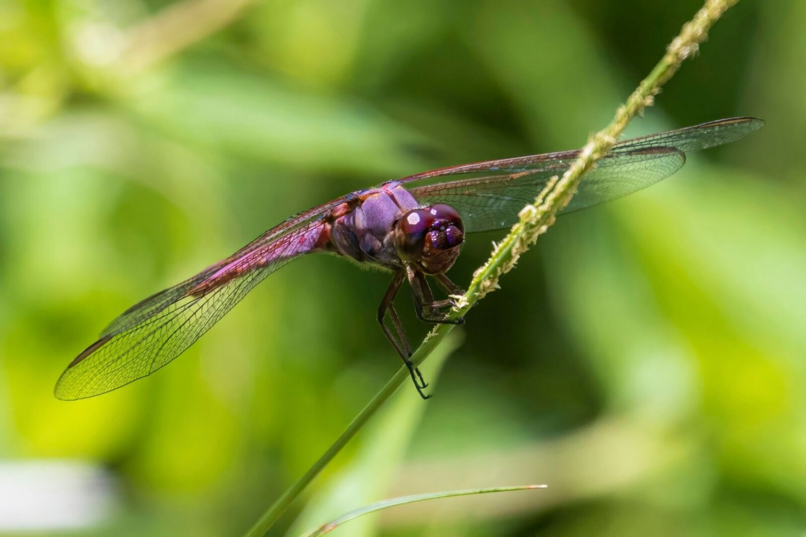 giant-Hawaiian-dragonfly