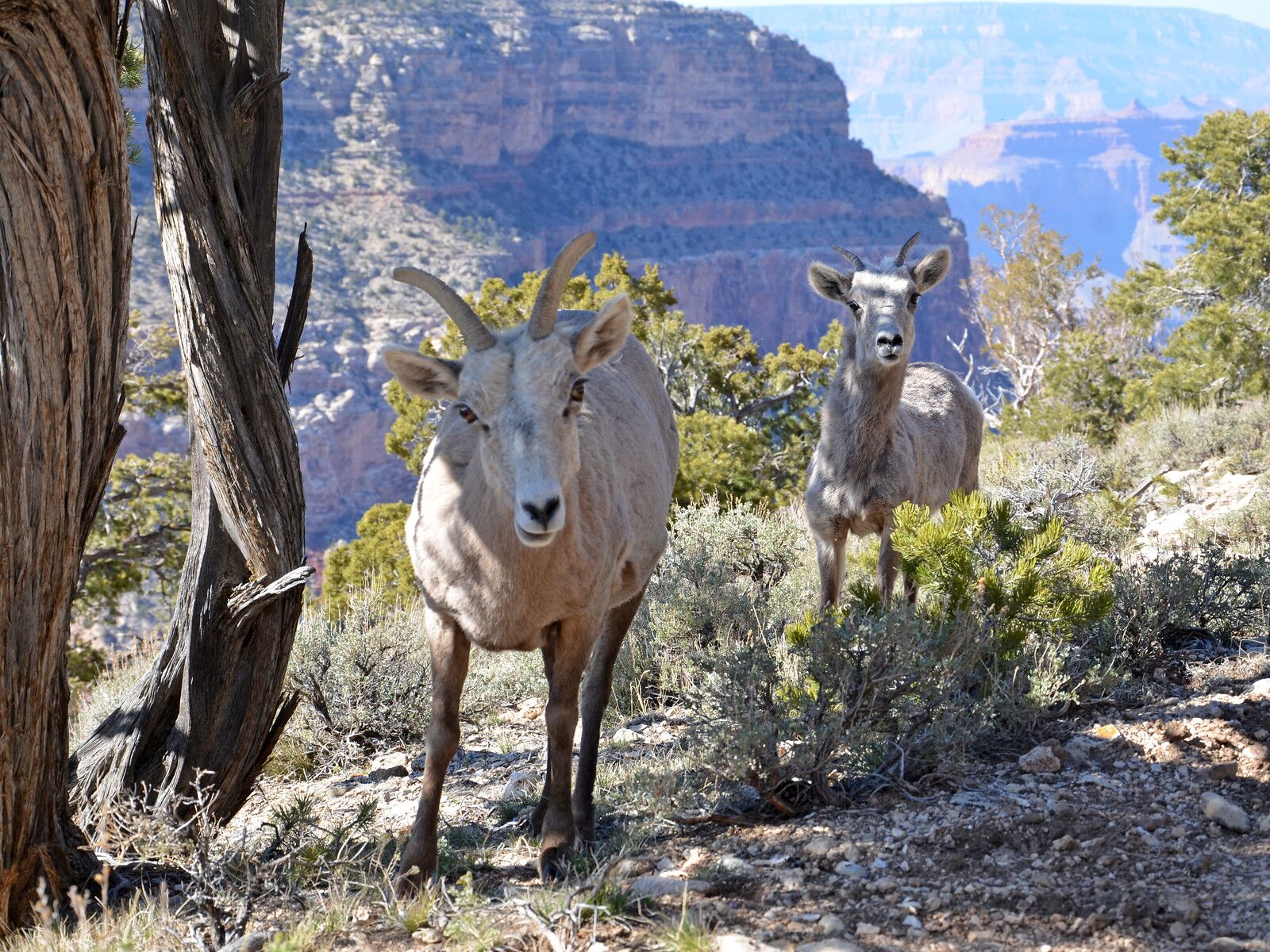 grand-canyon-sheep