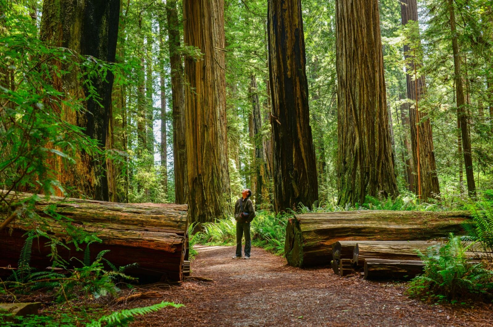 man-hiking-in-redwoods