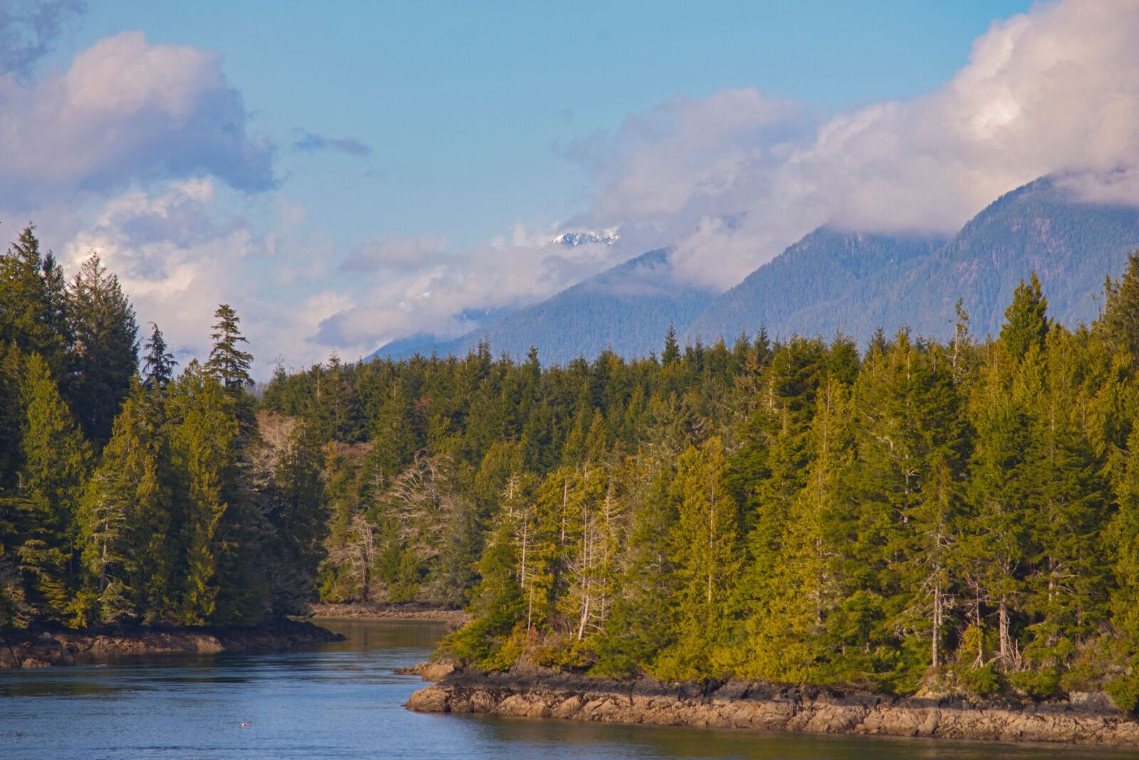 meares-island-biigfoot meares-island-biigfoot