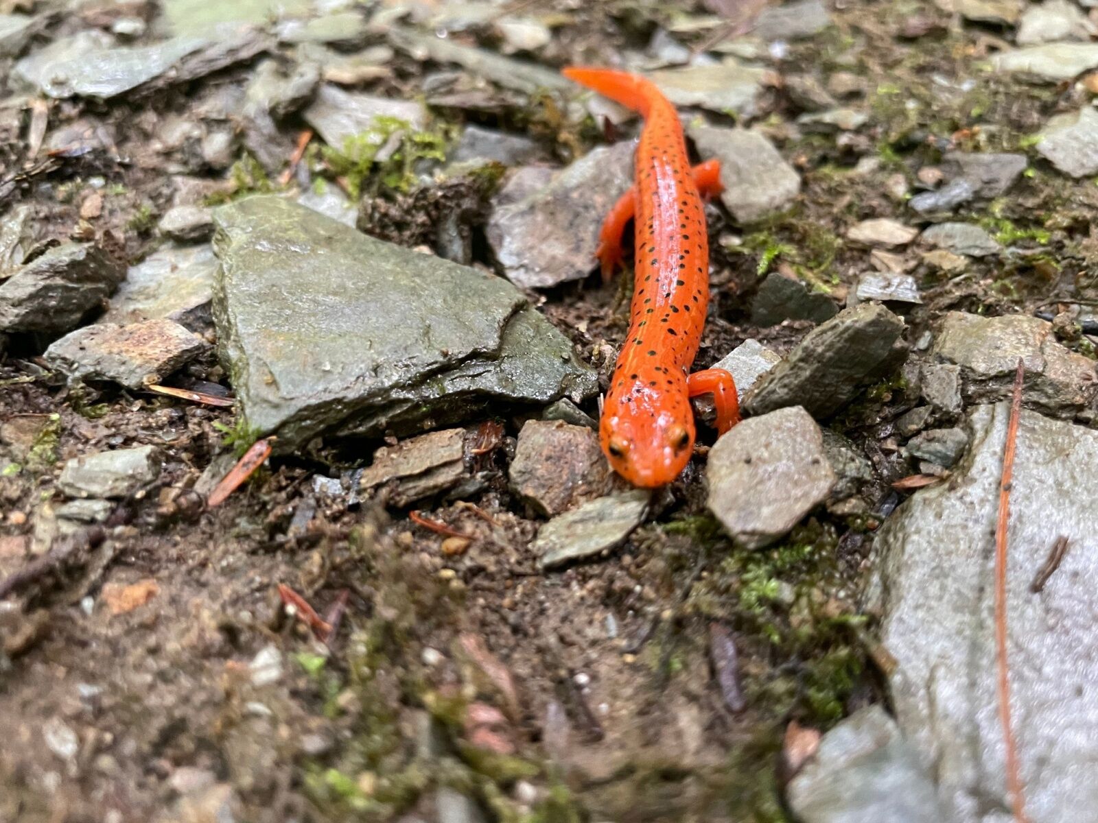 orange-salamander-in-gsmnp