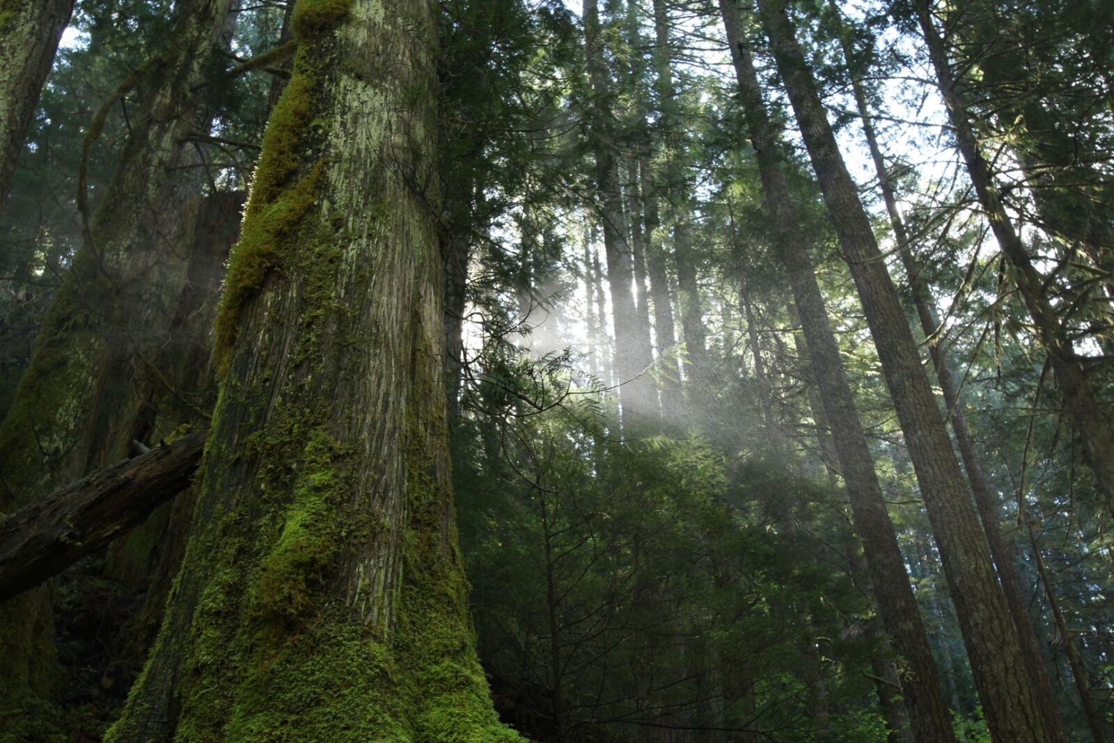 pnw-forest pnw-forest