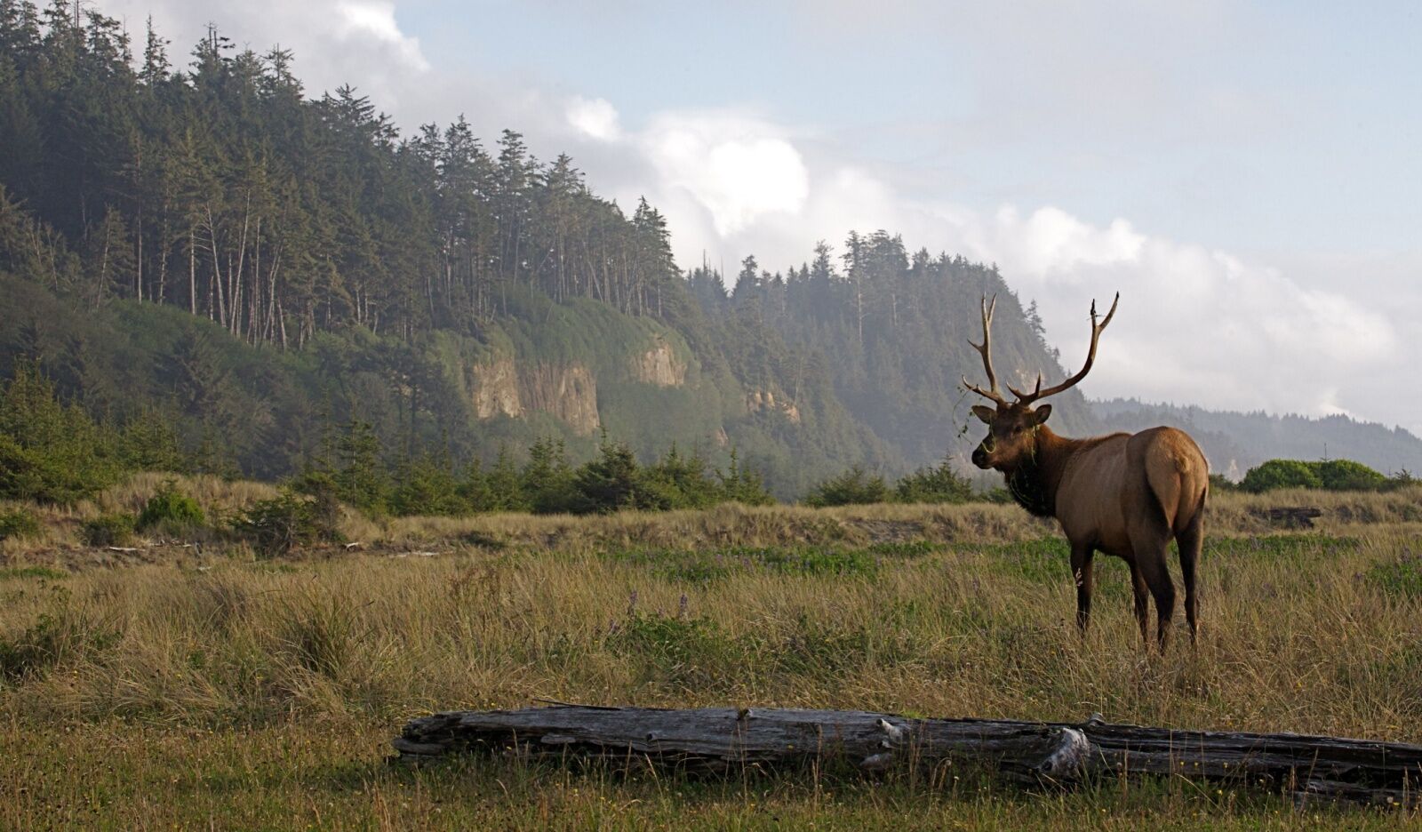roosevelt-elk-in-redwood-nps
