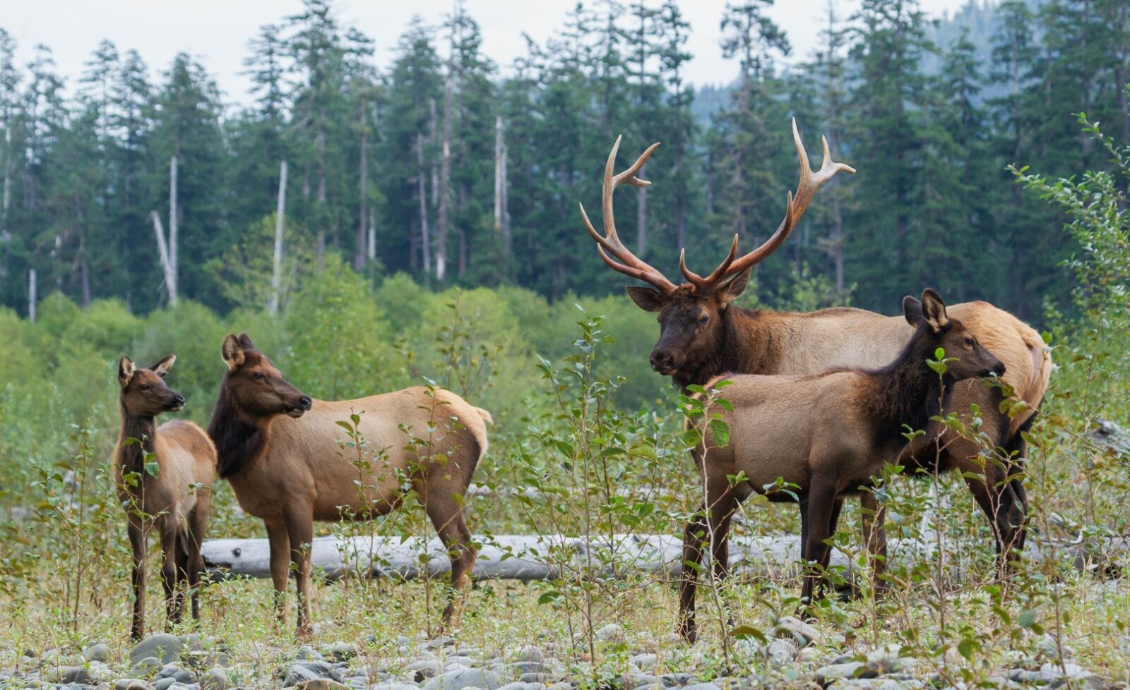 roosevelt-elk-pnw-1