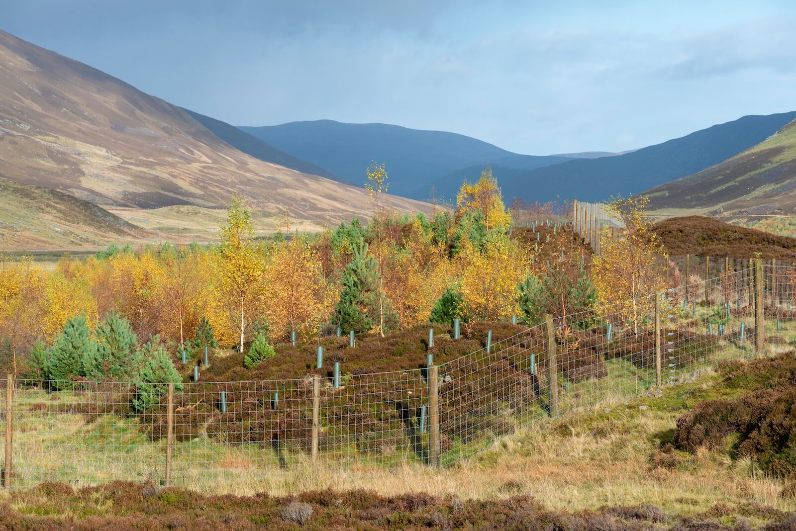 scottish-reforesting.2428400041