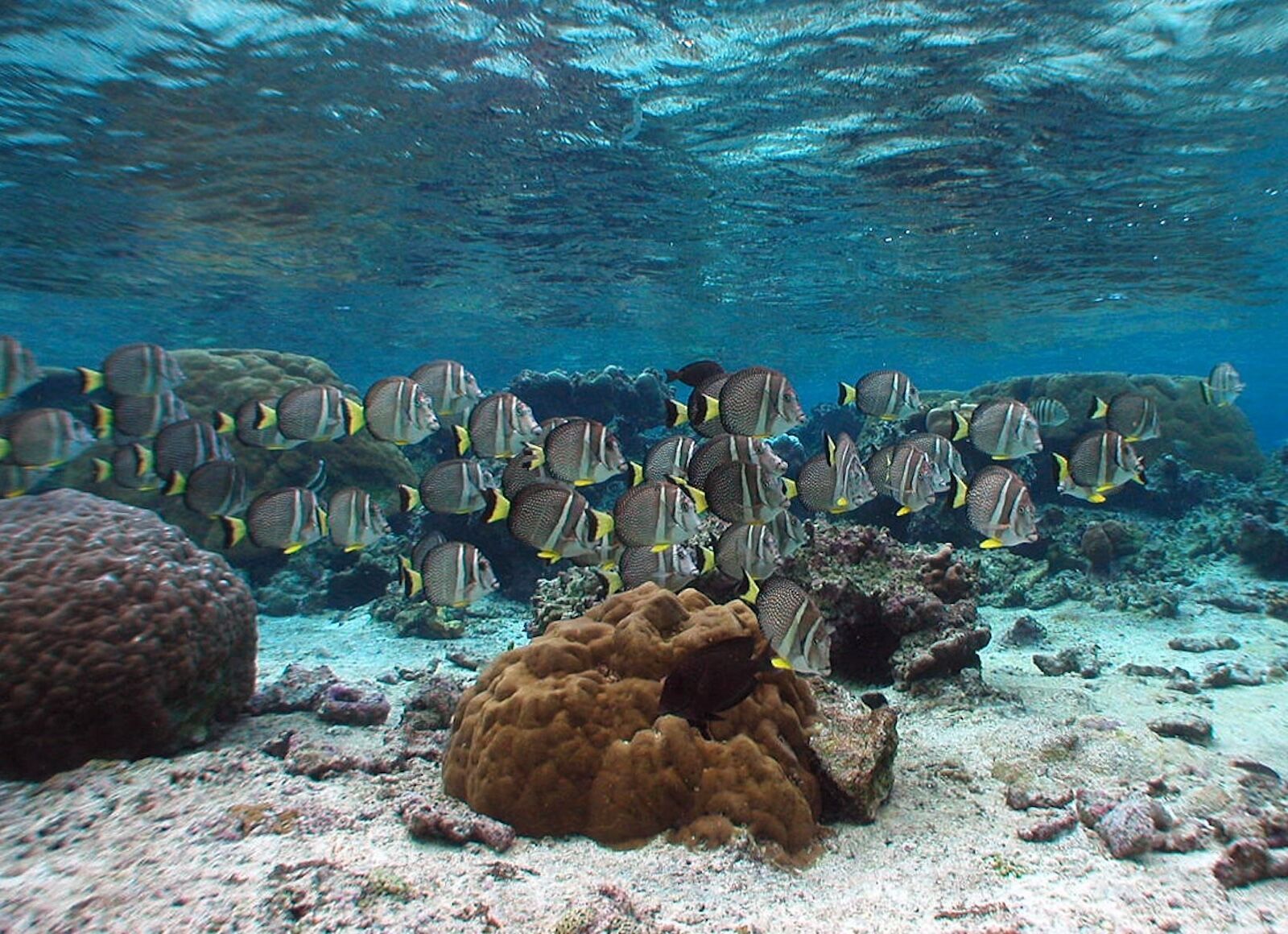 tangs-in-samoa