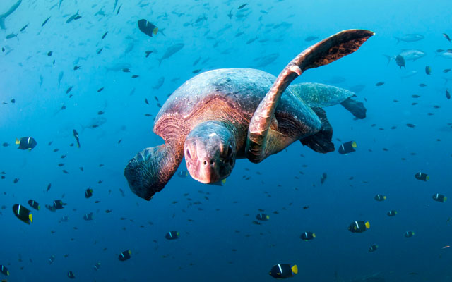 Novotel-WWF-collab-Credit-Antonio-Busiello-_-WWF-640