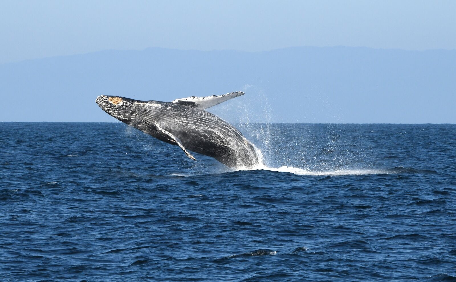 2023-humpback-whale-breach-robert-schwemmer 2023-humpback-whale-breach-robert-schwemmer