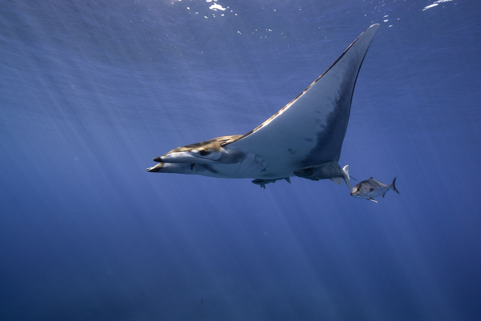 Azores-MPA-Network_Andy-Mann-8-scaled-1 Azores-MPA-Network_Andy-Mann-8-scaled-1