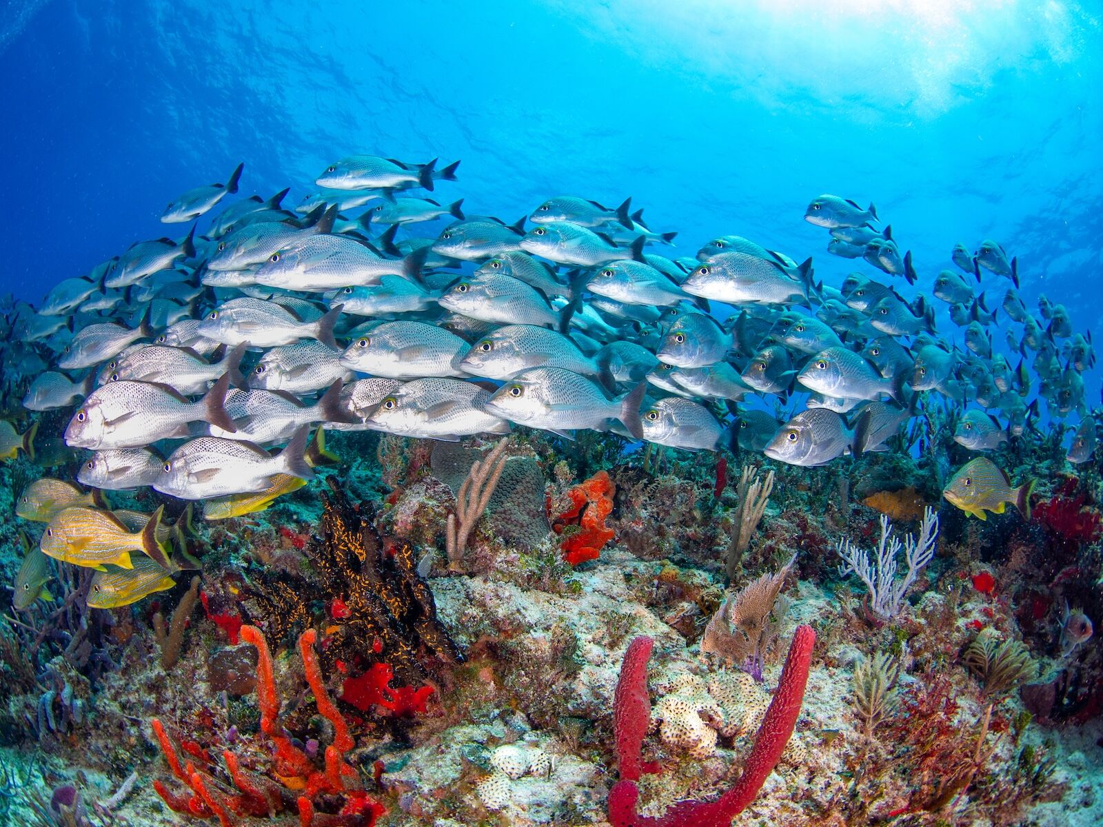 shutterstock_1955735029-1 shutterstock_1955735029-1