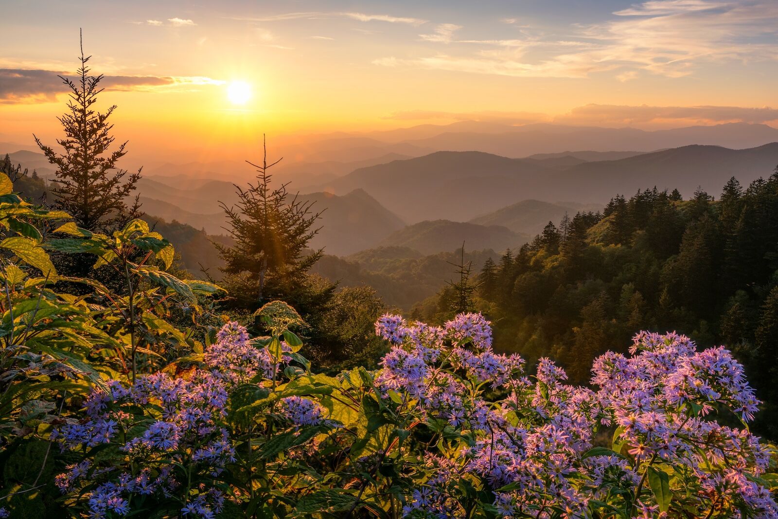 shutterstock_2481201371