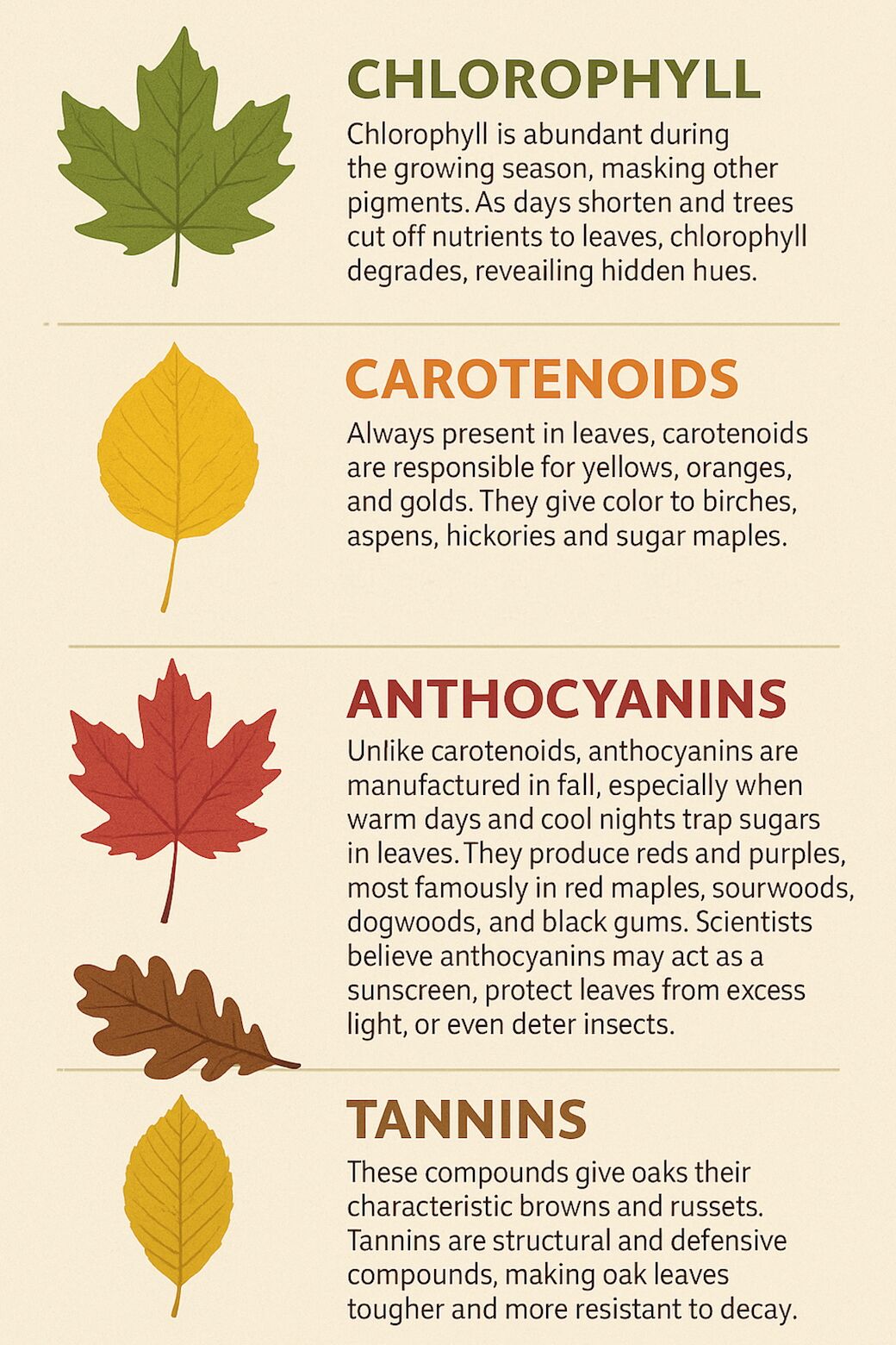 fall-leaf-science-infographic2