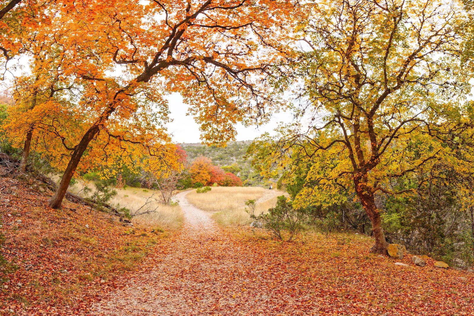 lost-maples-texas