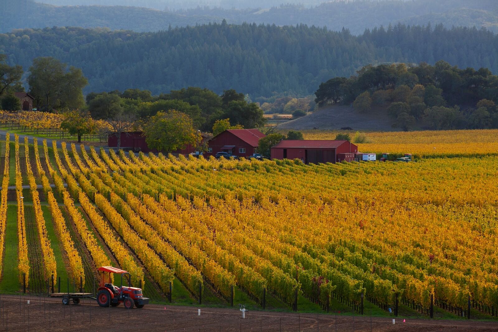 napa-fall