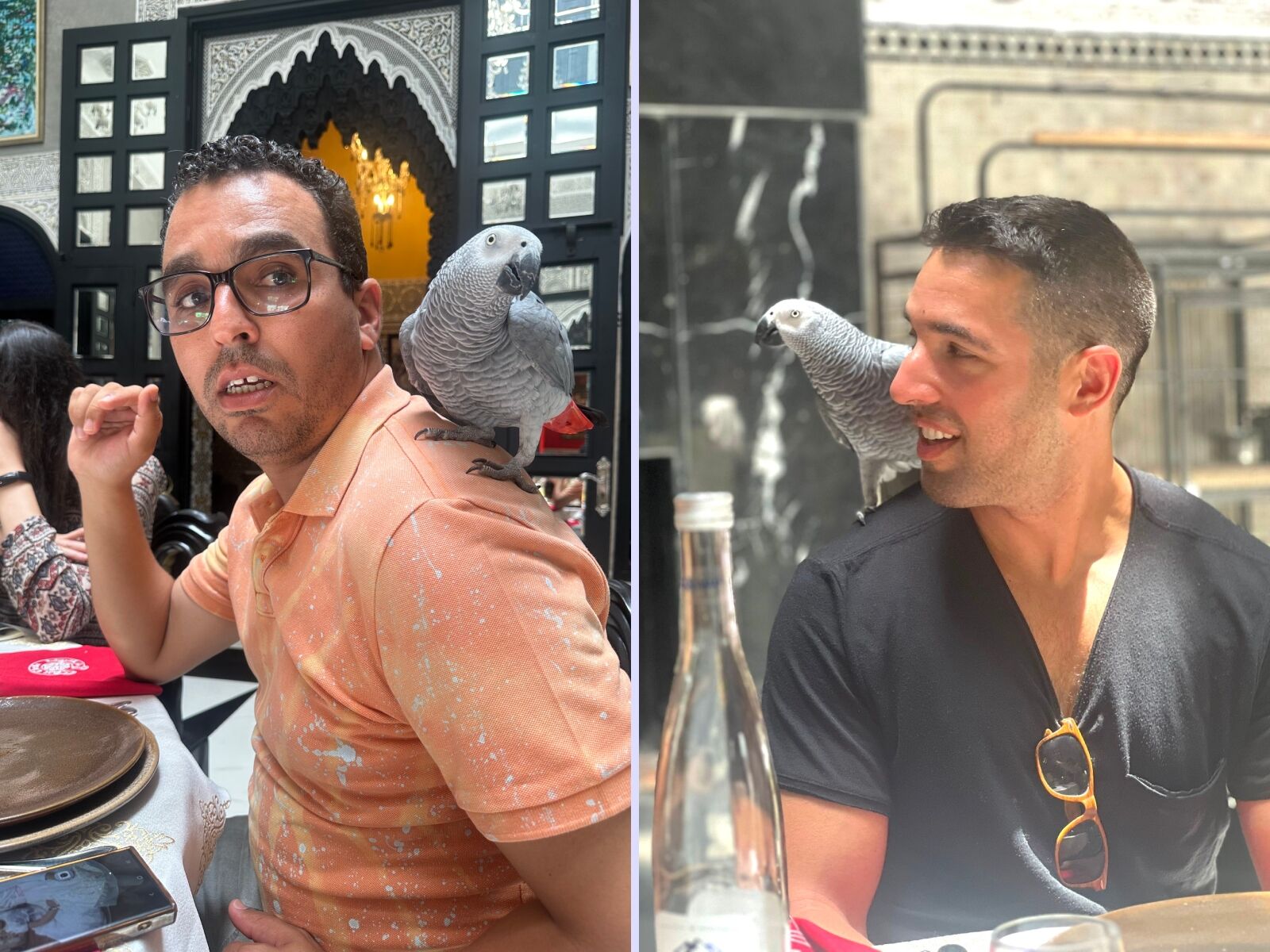 with-parrot