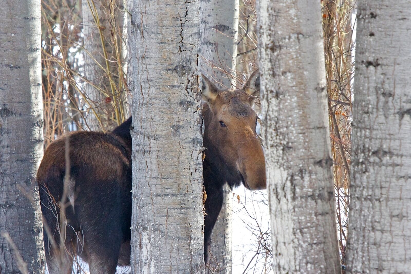 Ecotours-bc-animal Ecotours-bc-animal