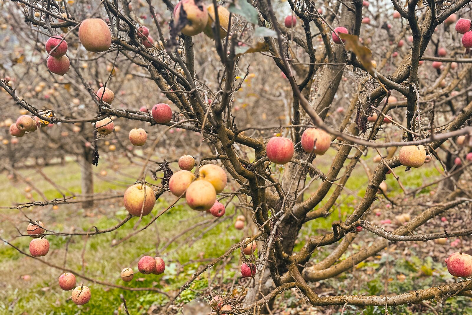 KTs-Orchard-and-Apiary_apples