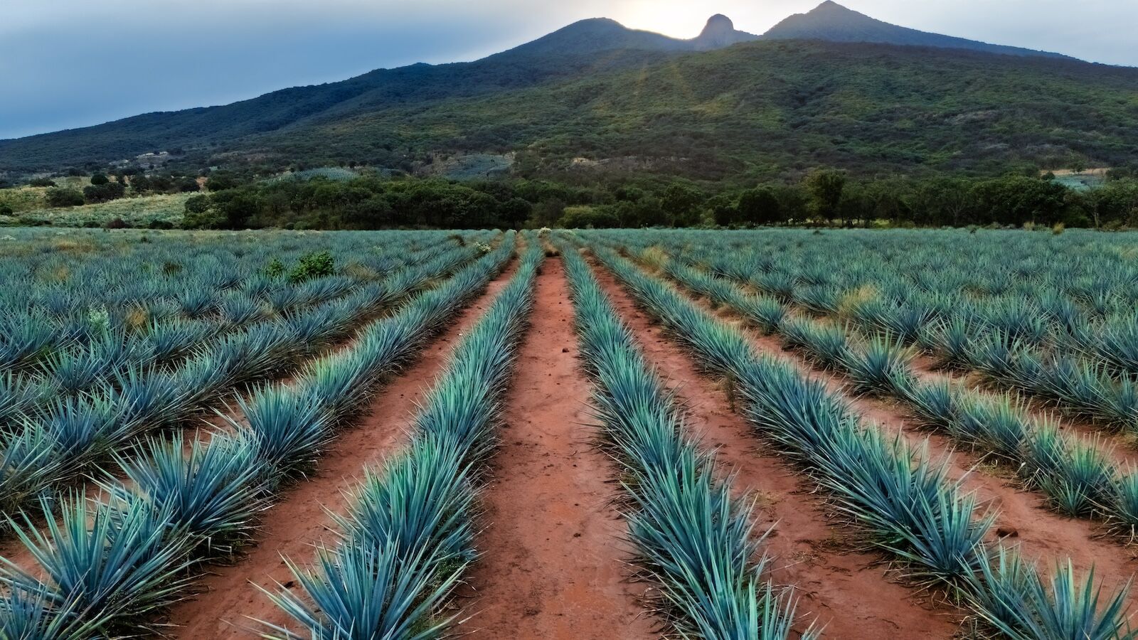 jalisco-agave-fields