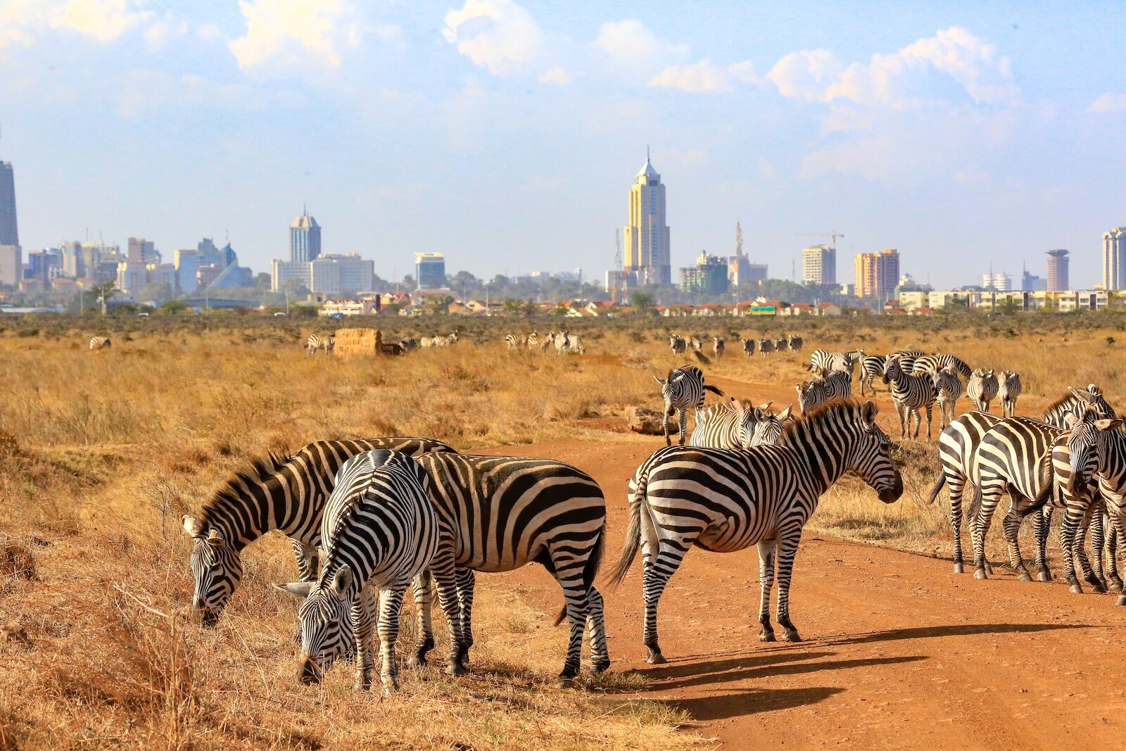 nairobi-national-park-zebras