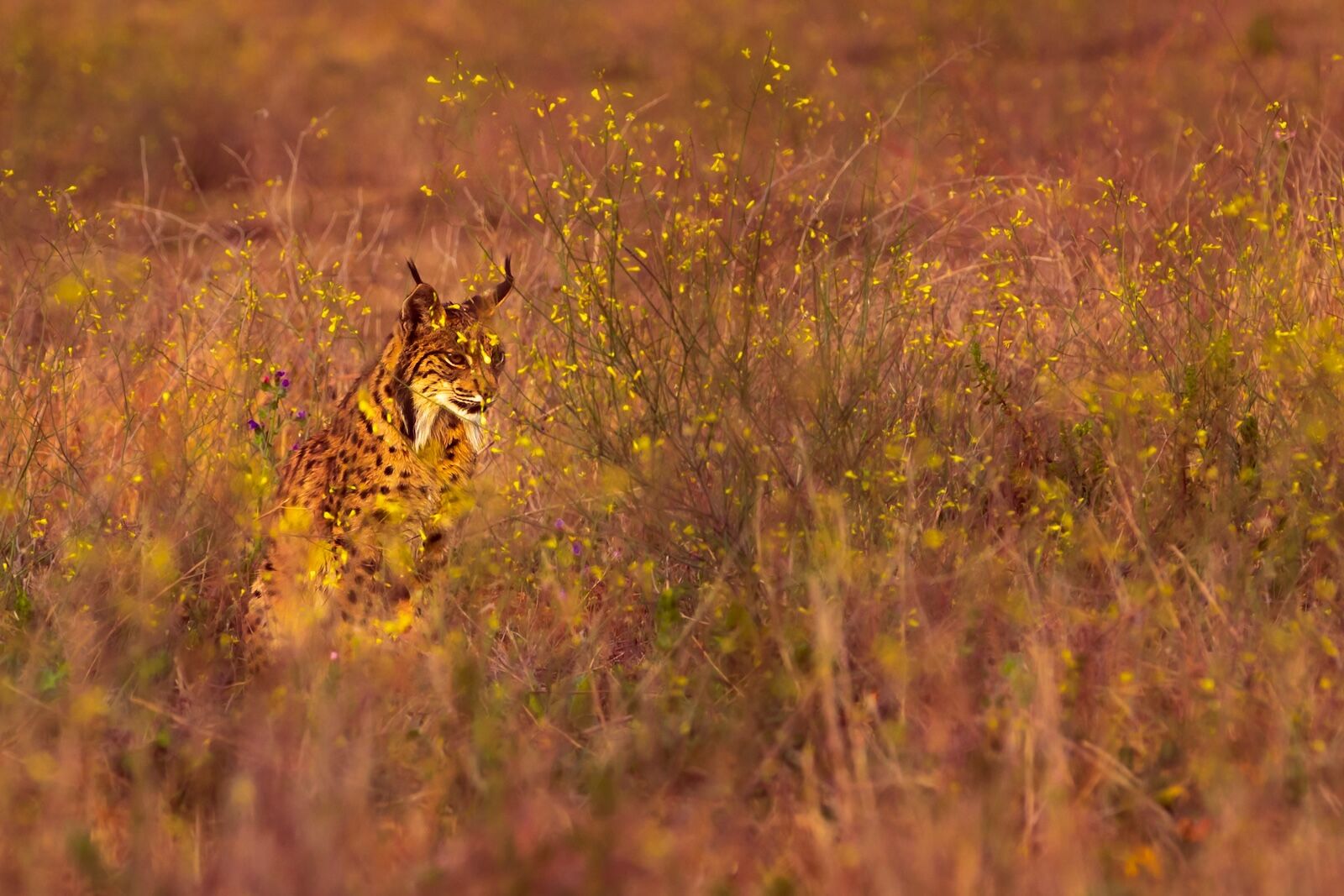 shutterstock_1540132259