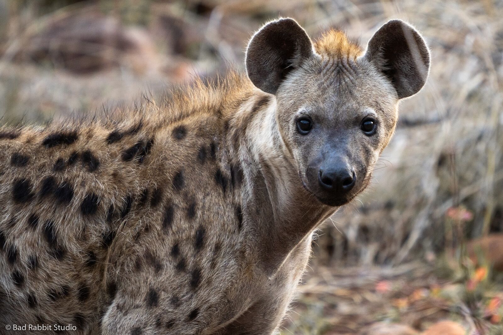 hyena-gonarezhou-zimbabwe