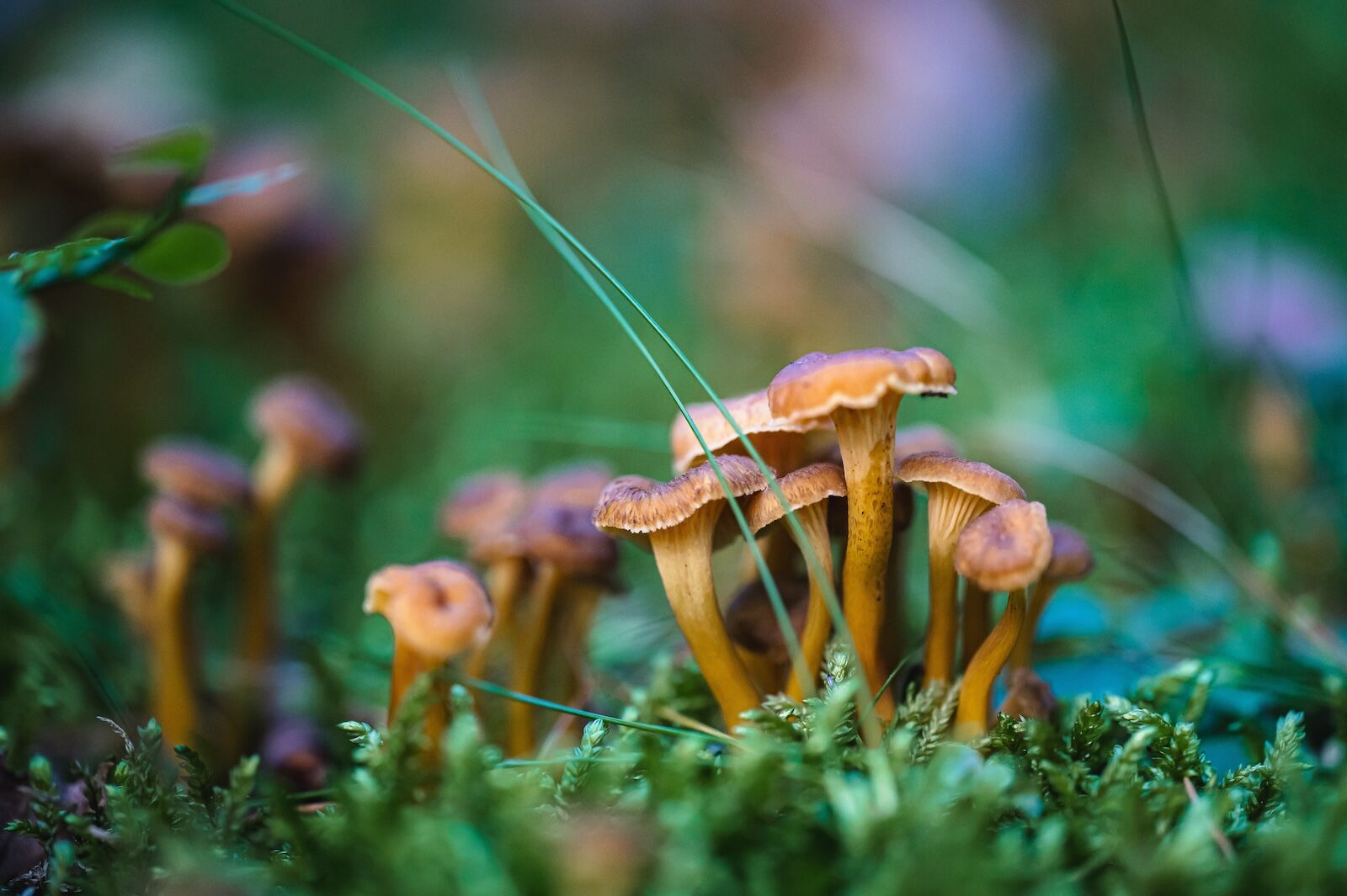 shutterstock_2352034969