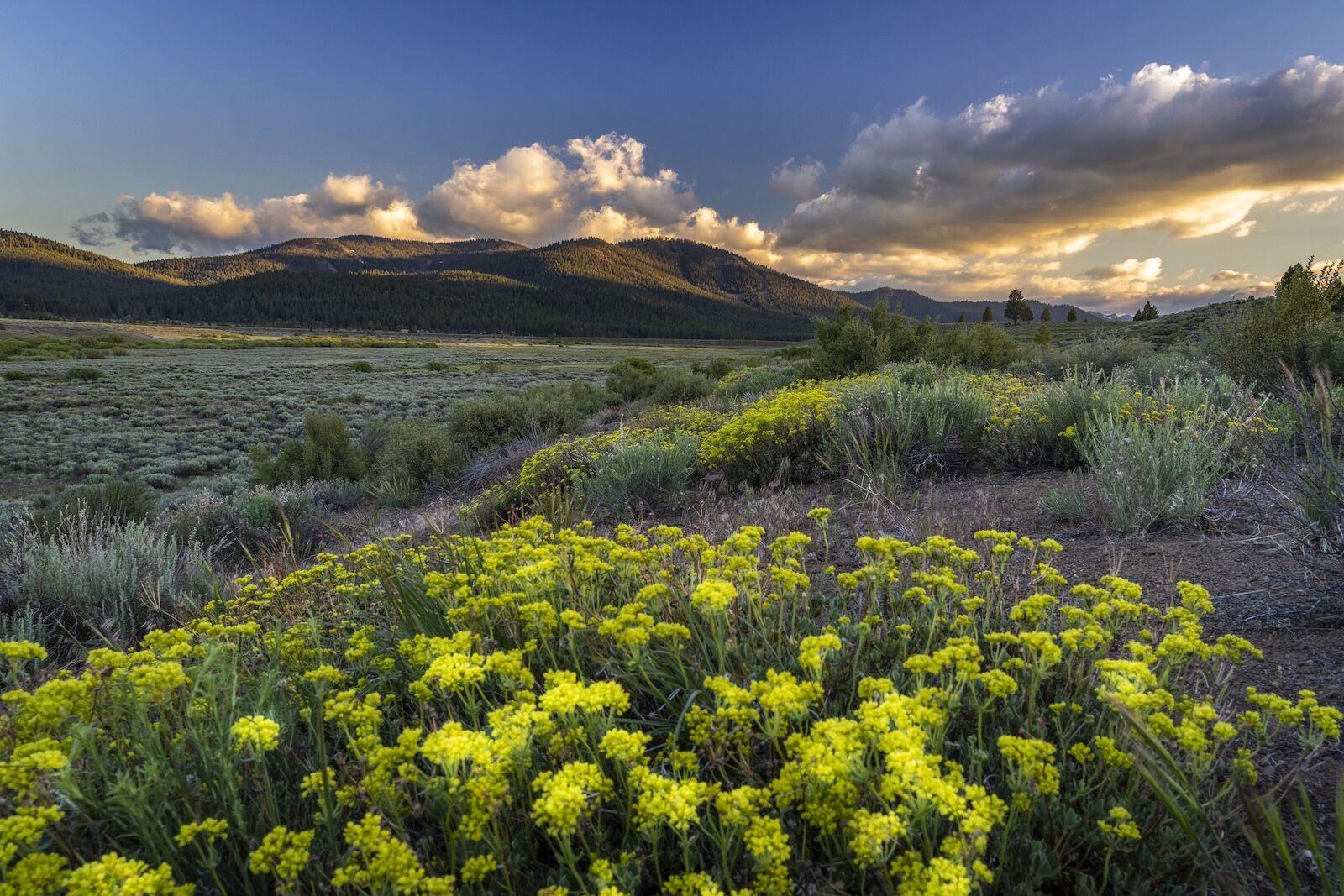 6.14.21_Northstar_Martisvalleyflowers_KateyHamill_01491