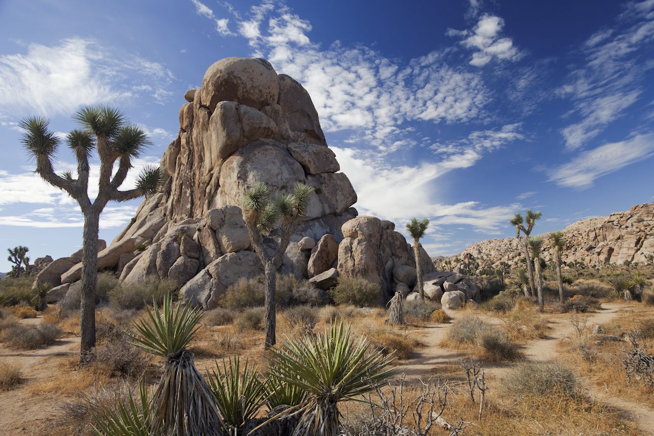Joshua-Trees-in-Mojave-Desert-California Joshua-Trees-in-Mojave-Desert-California