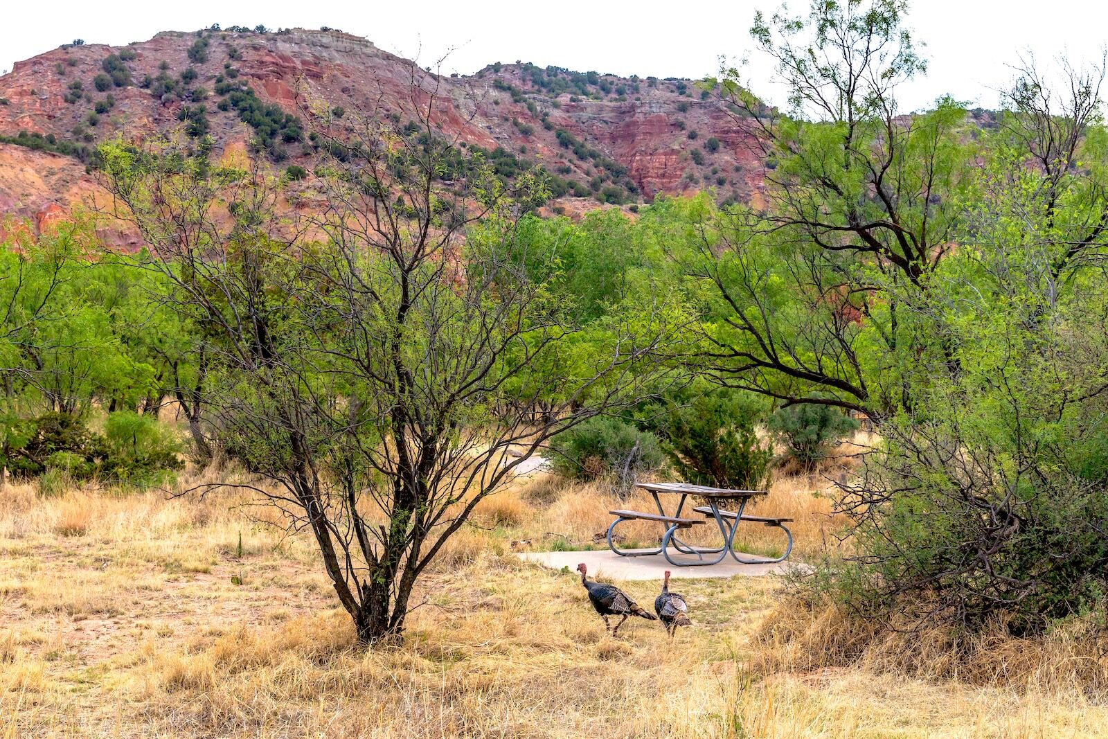 Palo-Duro-State-Park-93