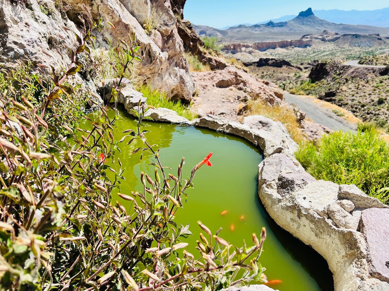 shutterstock_2309087921