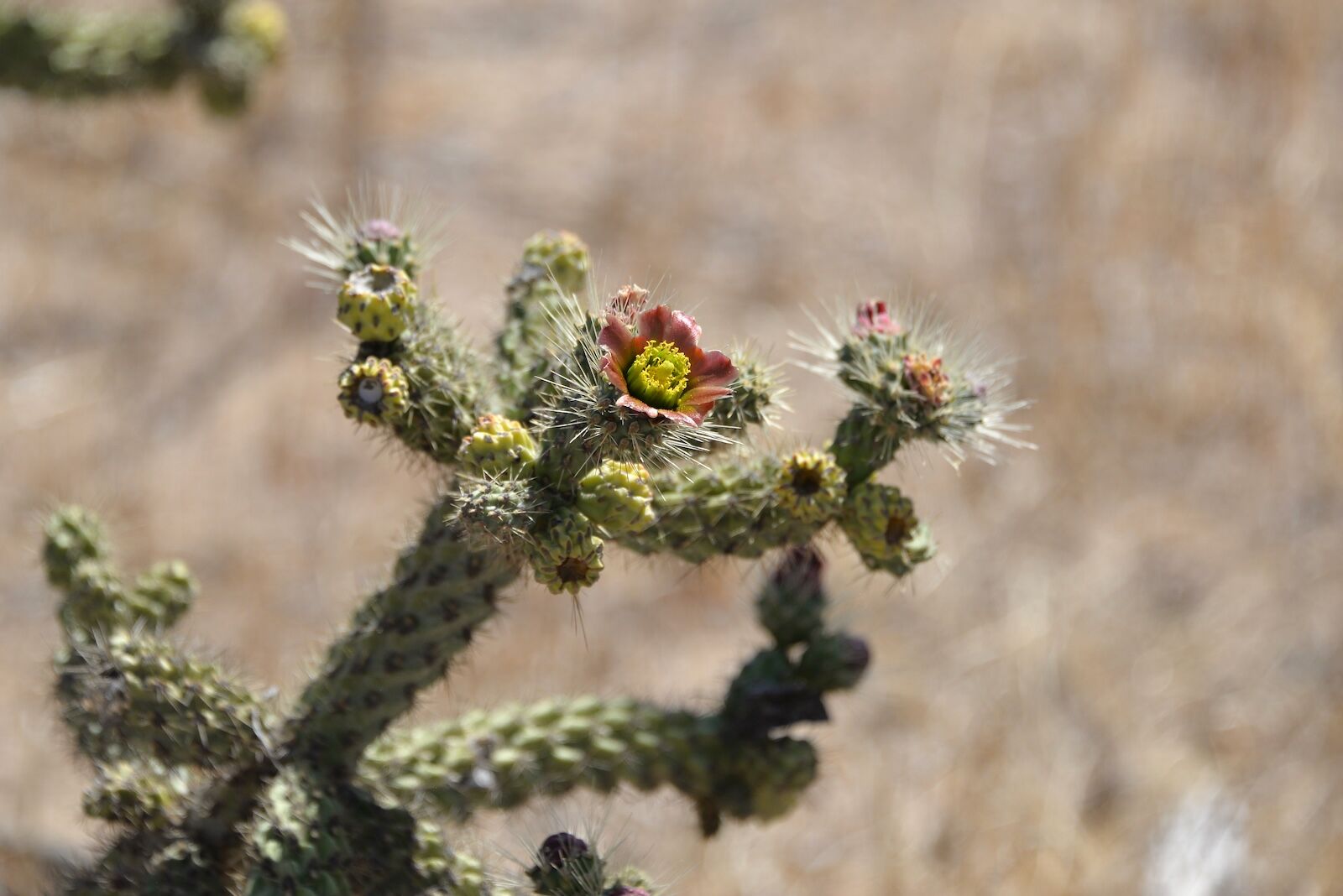Baja-Whale-Watching-National-Geographic-Lindblad-Expeditions-Cholla-cactus-in-bloom