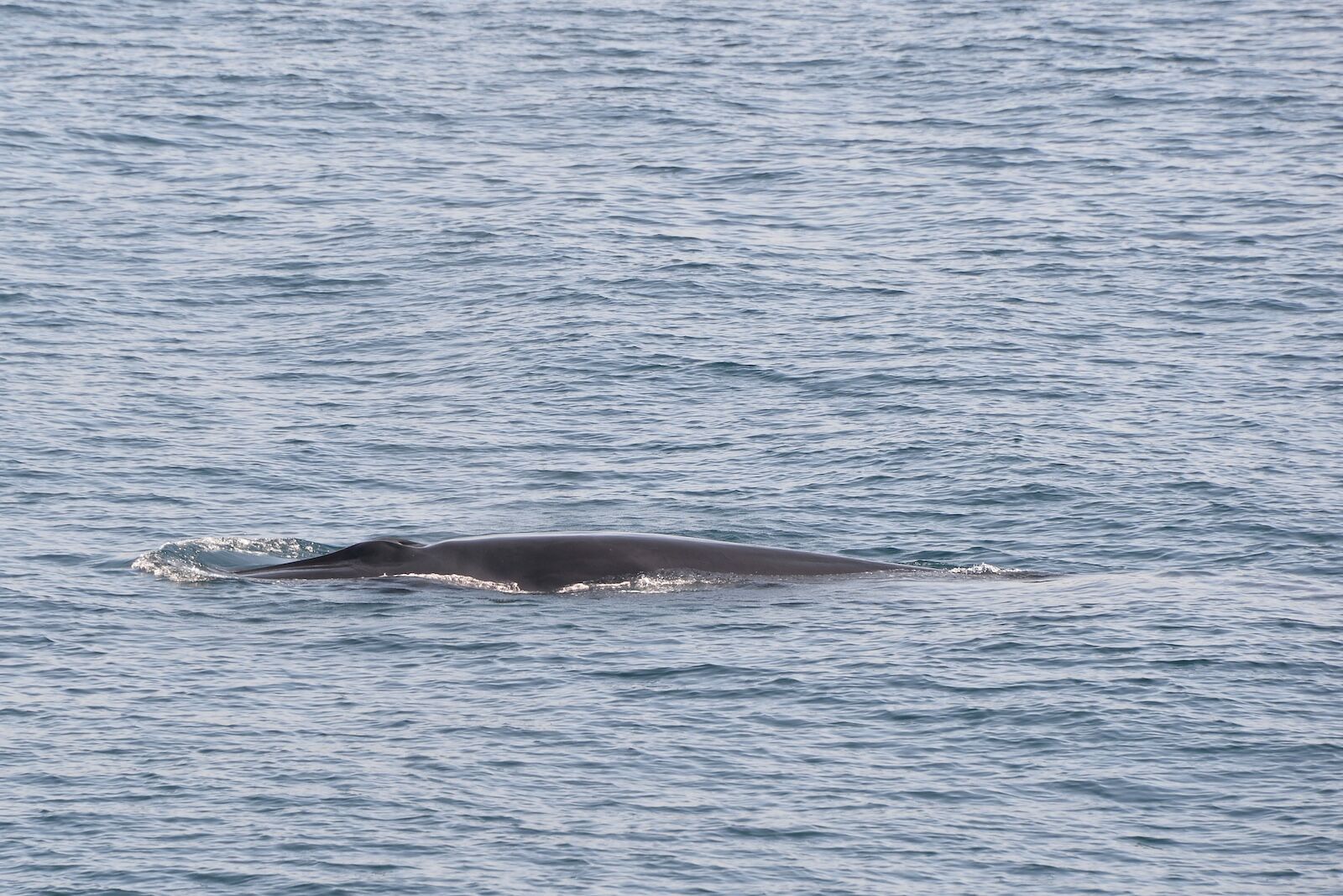 Baja-Whale-Watching-National-Geographic-Lindblad-Expeditions-Fin-whale