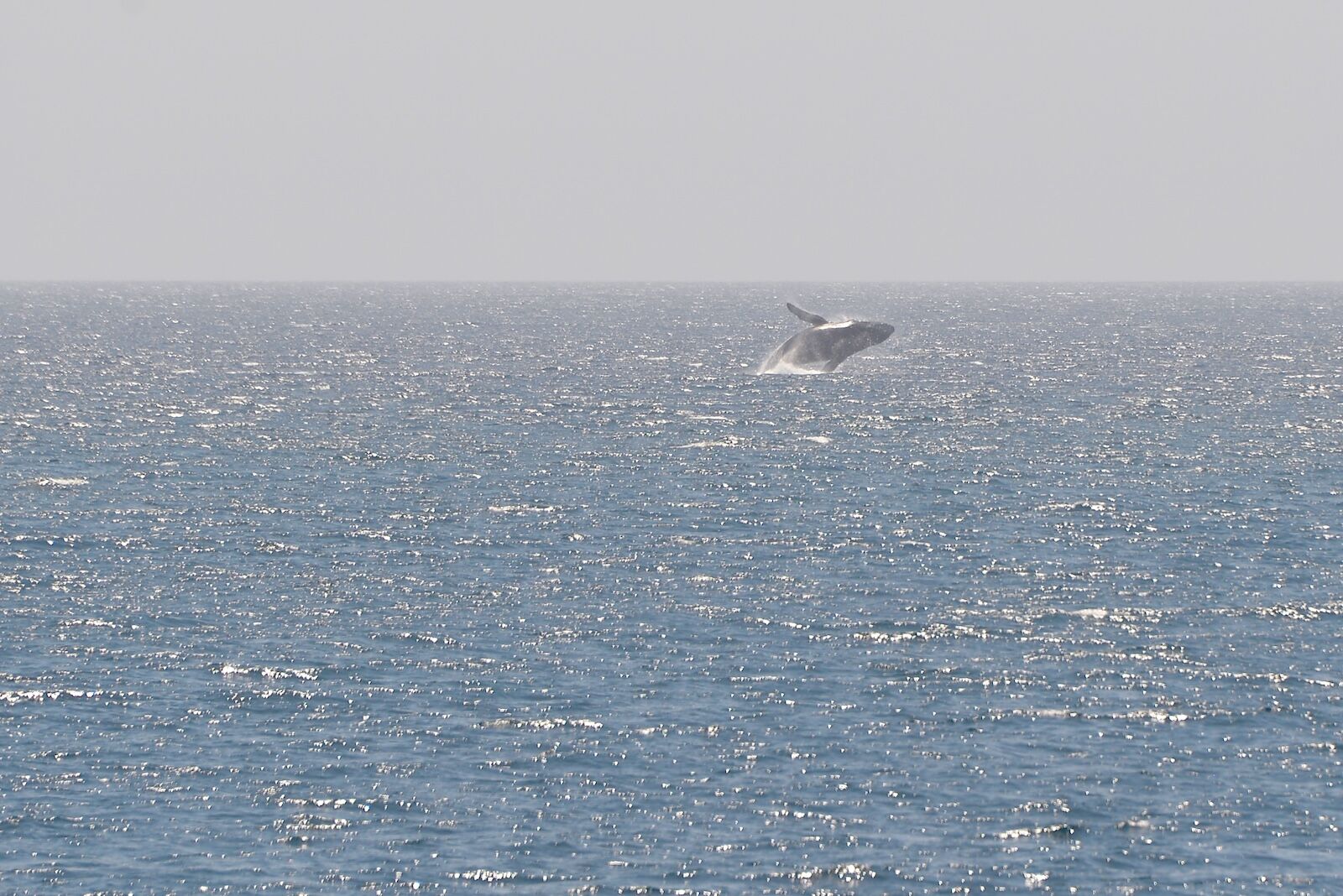 Baja-Whale-Watching-National-Geographic-Lindblad-Expeditions-Humpback-Whale-Breaching