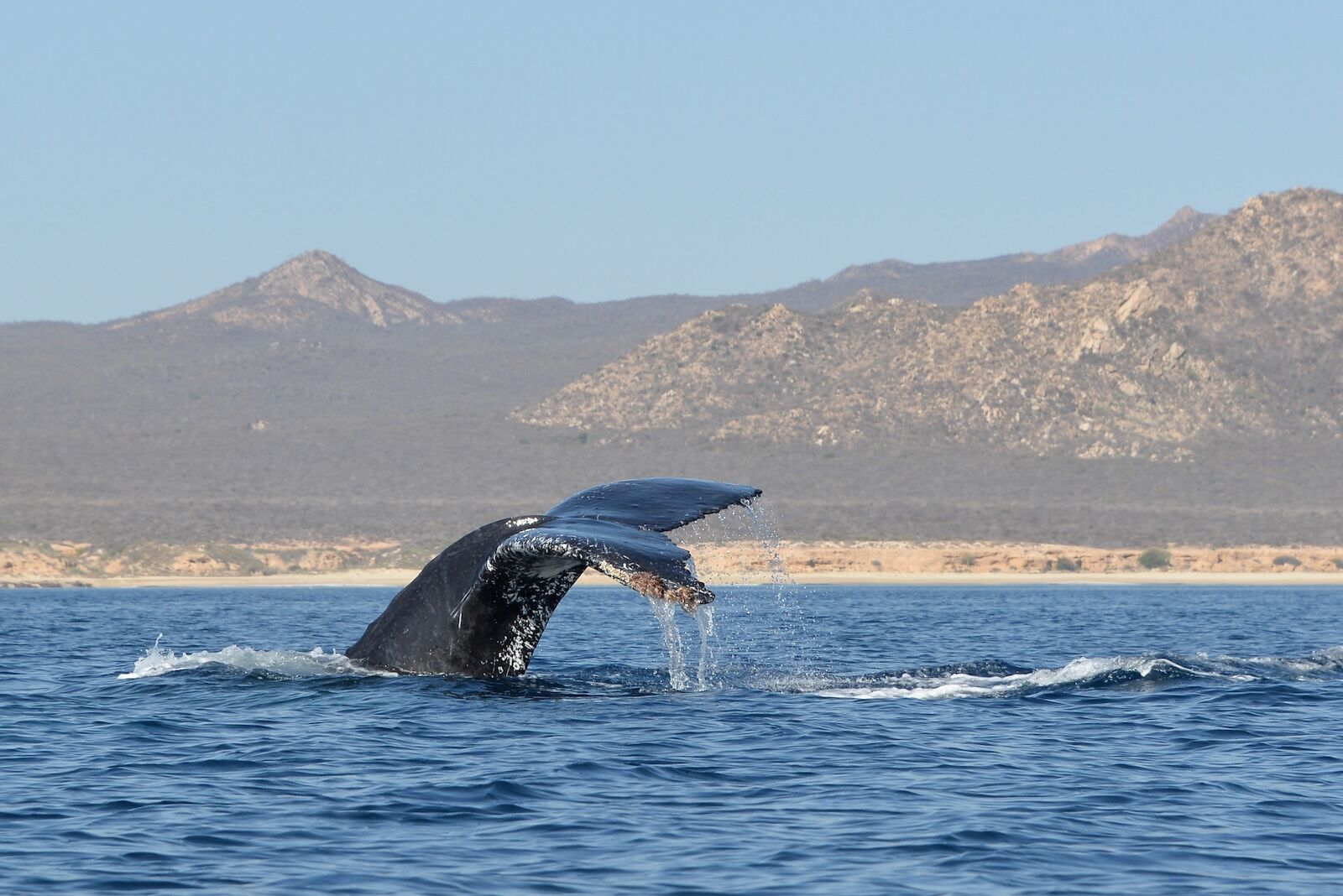 Baja-Whale-Watching-National-Geographic-Lindblad-Expeditions-Humpback-Whale-Fluke