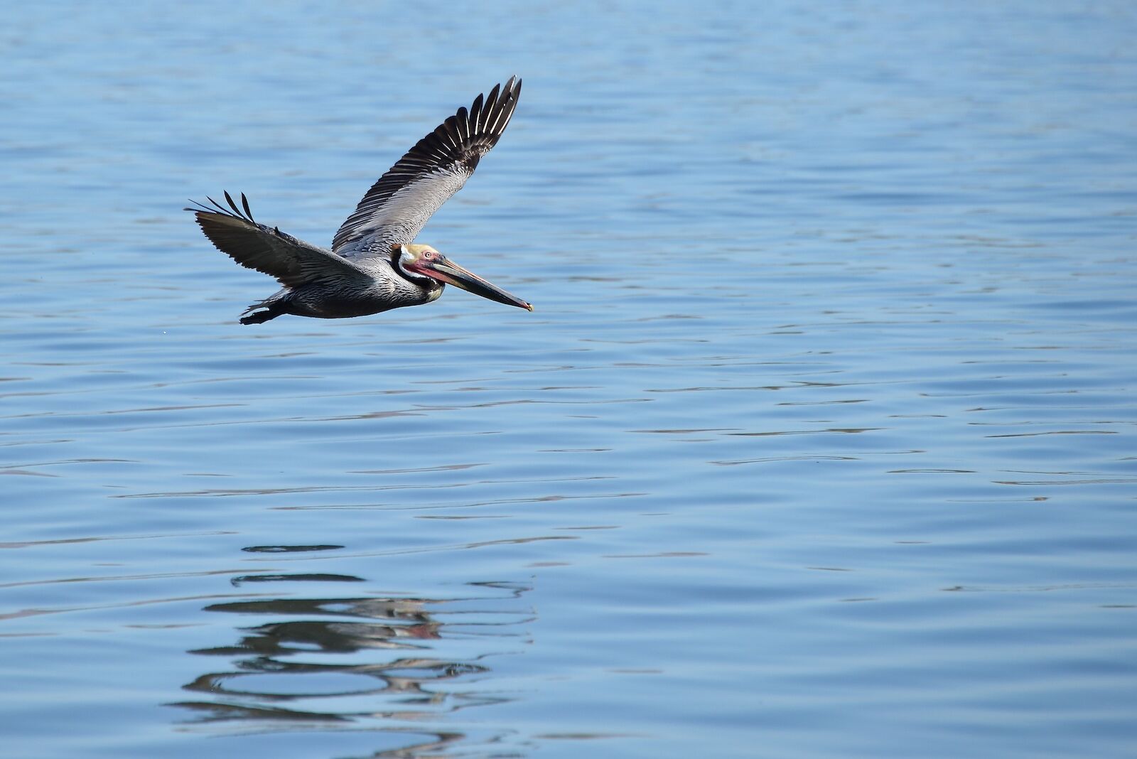 Baja-Whale-Watching-National-Geographic-Lindblad-Expeditions-Pelican-in-flight