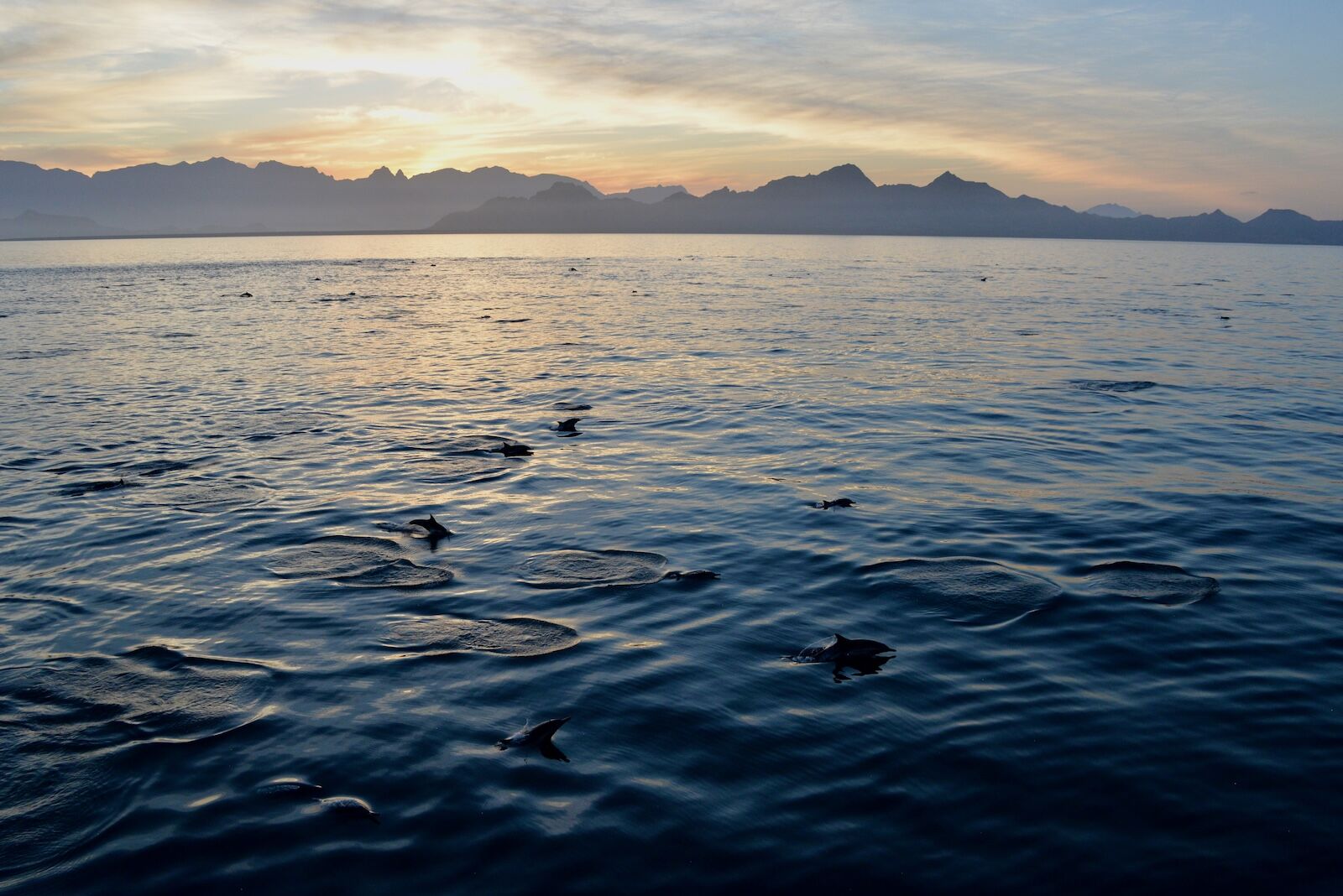 Baja-Whale-Watching-National-Geographic-Lindblad-Expeditions-Puerto-Dolphin-Superpod