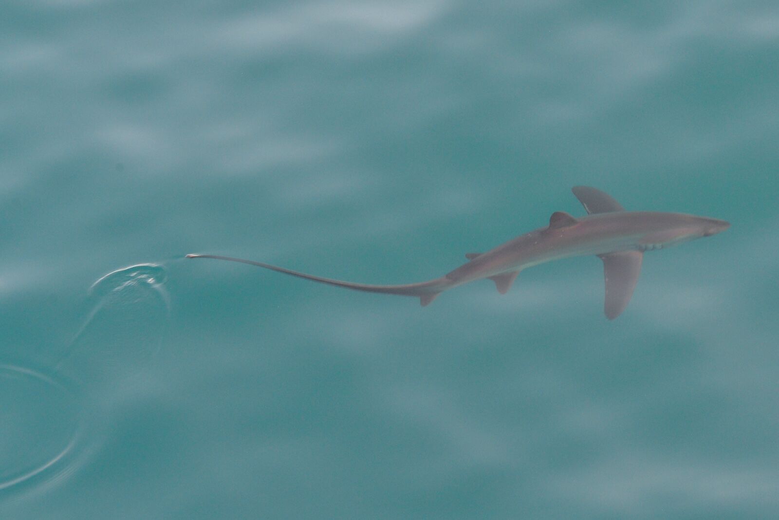 Baja-Whale-Watching-National-Geographic-Lindblad-Expeditions-Thresher-Shark