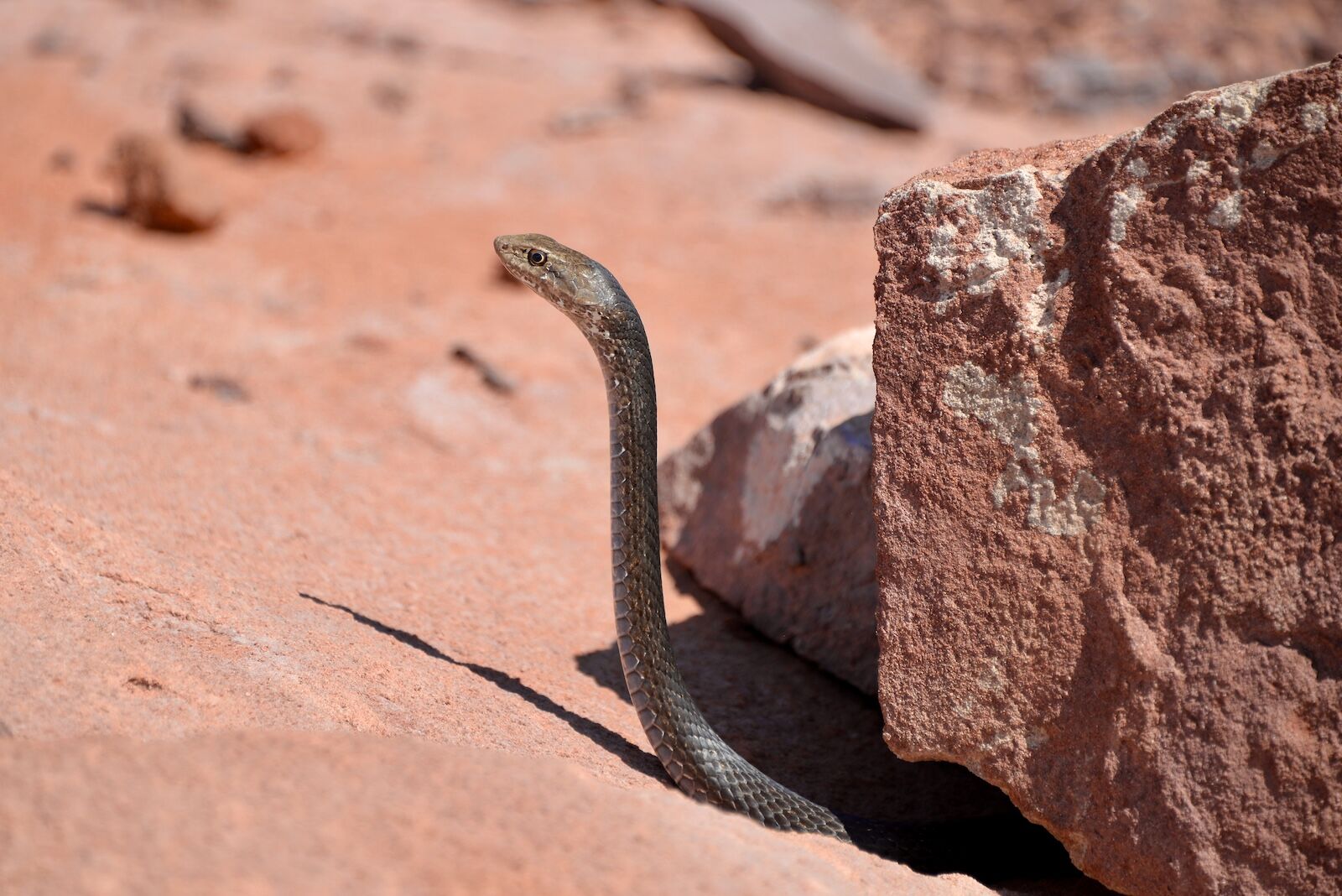Baja-Whale-Watching-National-Geographic-Lindblad-Expeditions-baja-California-Coachwhip