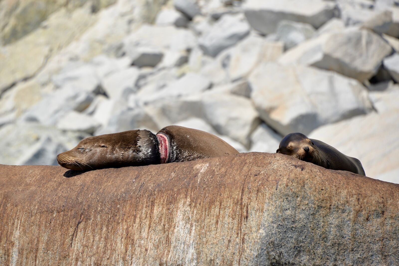 Baja-Whale-Watching-National-Geographic-Lindblad-Expeditions-sea-lions-injured