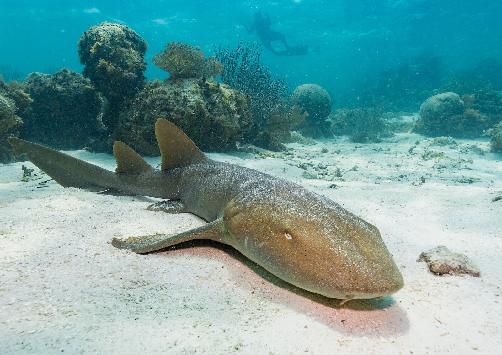 Nurse-Shark-in-sand-with-snorkeler-behind-Hol-Chan