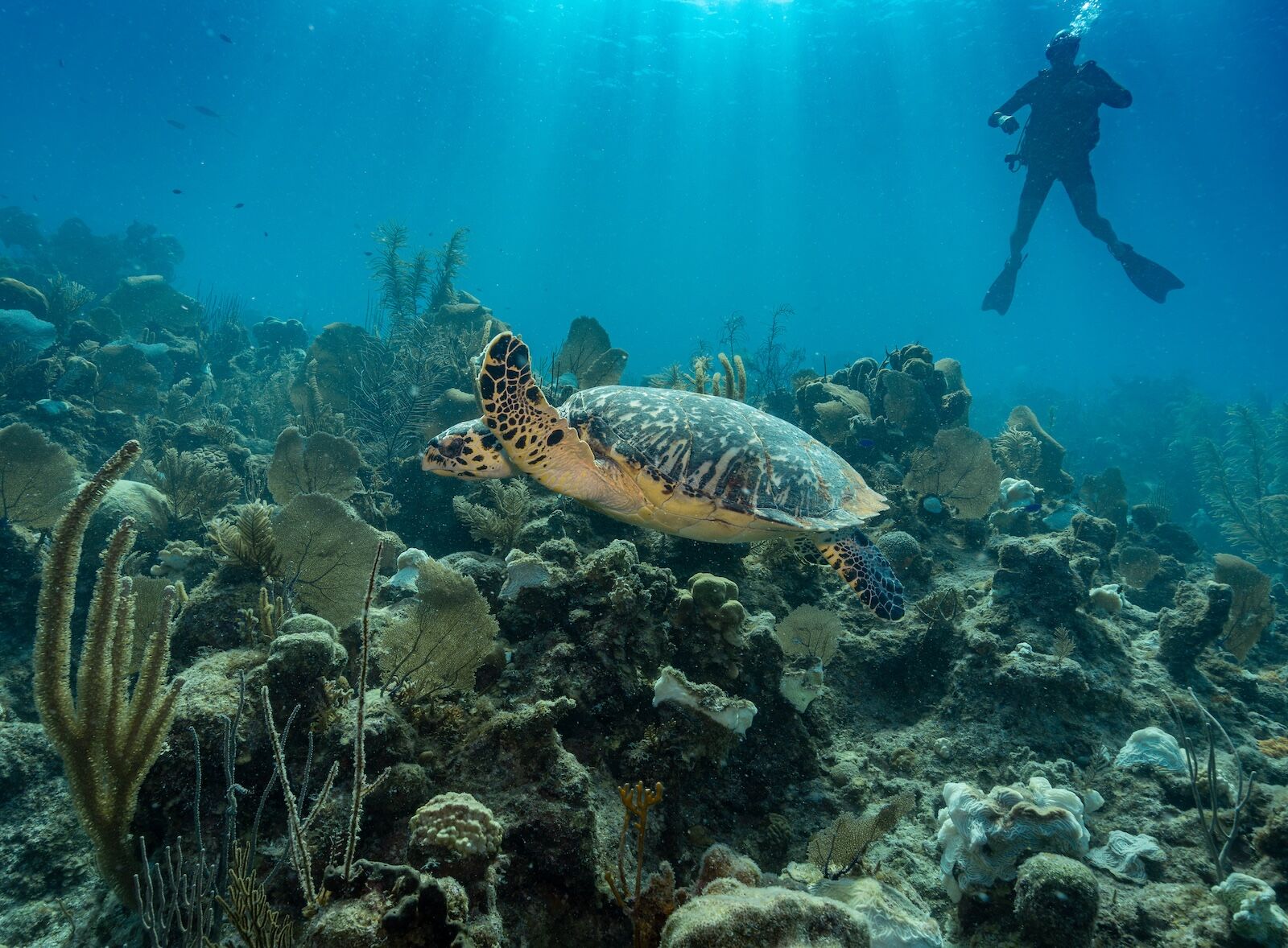 Turtle-over-reef-with-diver-in-background