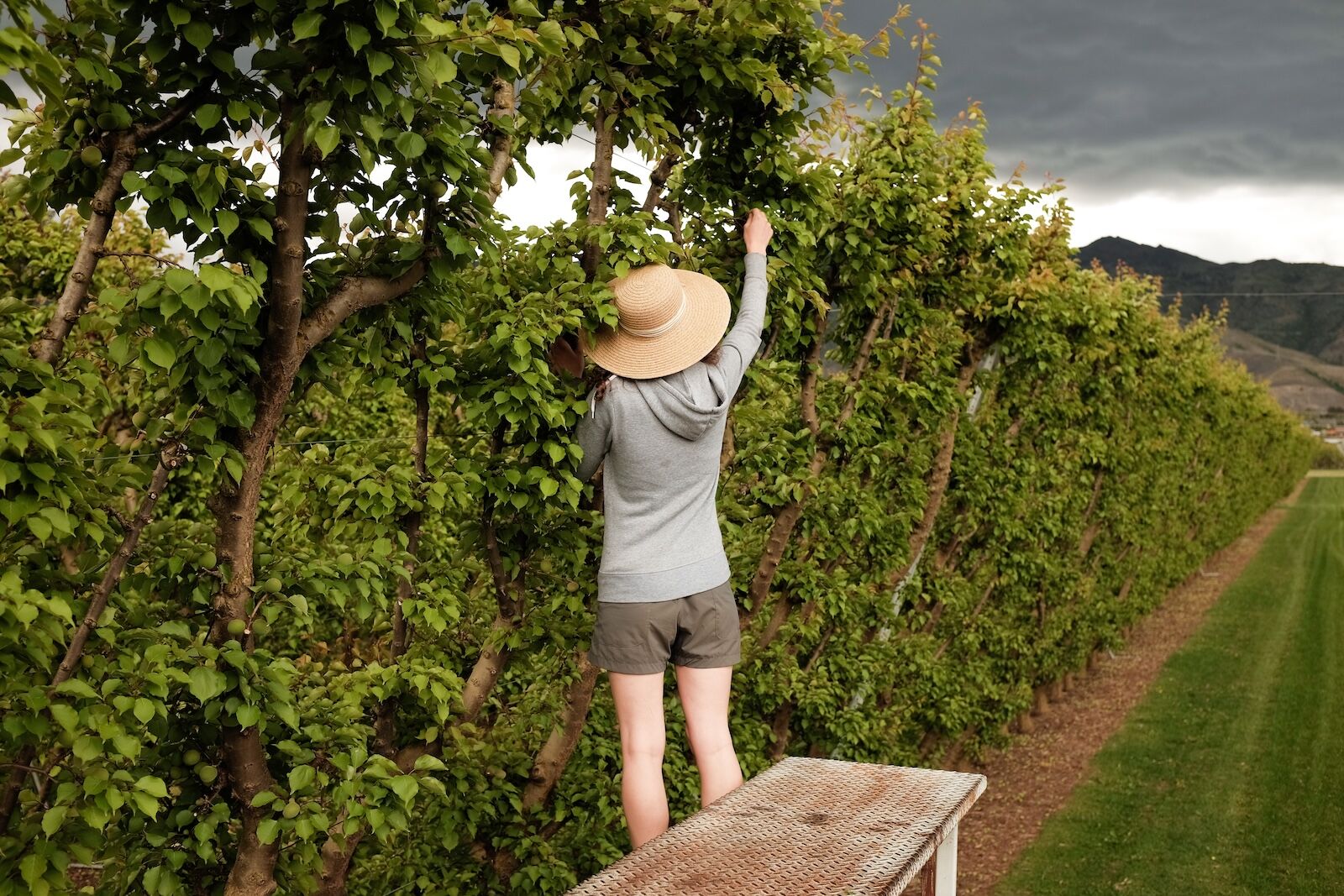 new-zealand-apricot-farm-502096051