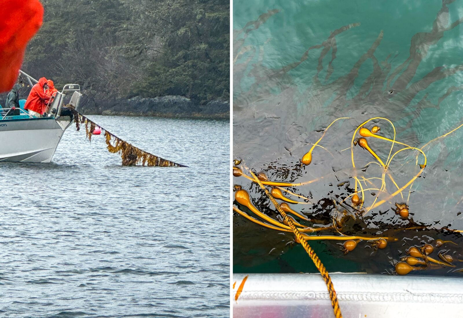 kelp2-1
