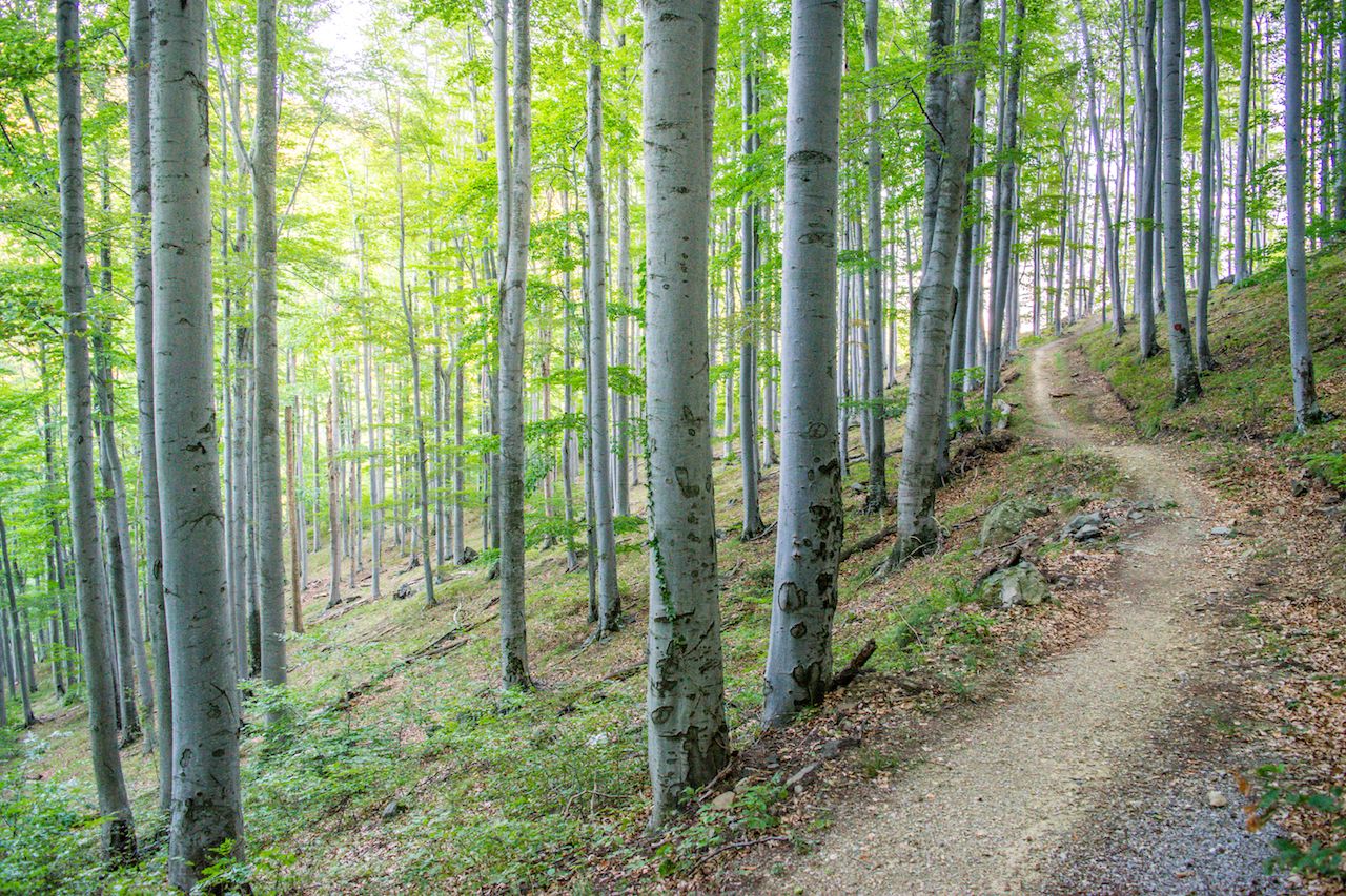 Trail-through-Forest-on-Slopes-of-Medvednica-Mountain Trail-through-Forest-on-Slopes-of-Medvednica-Mountain
